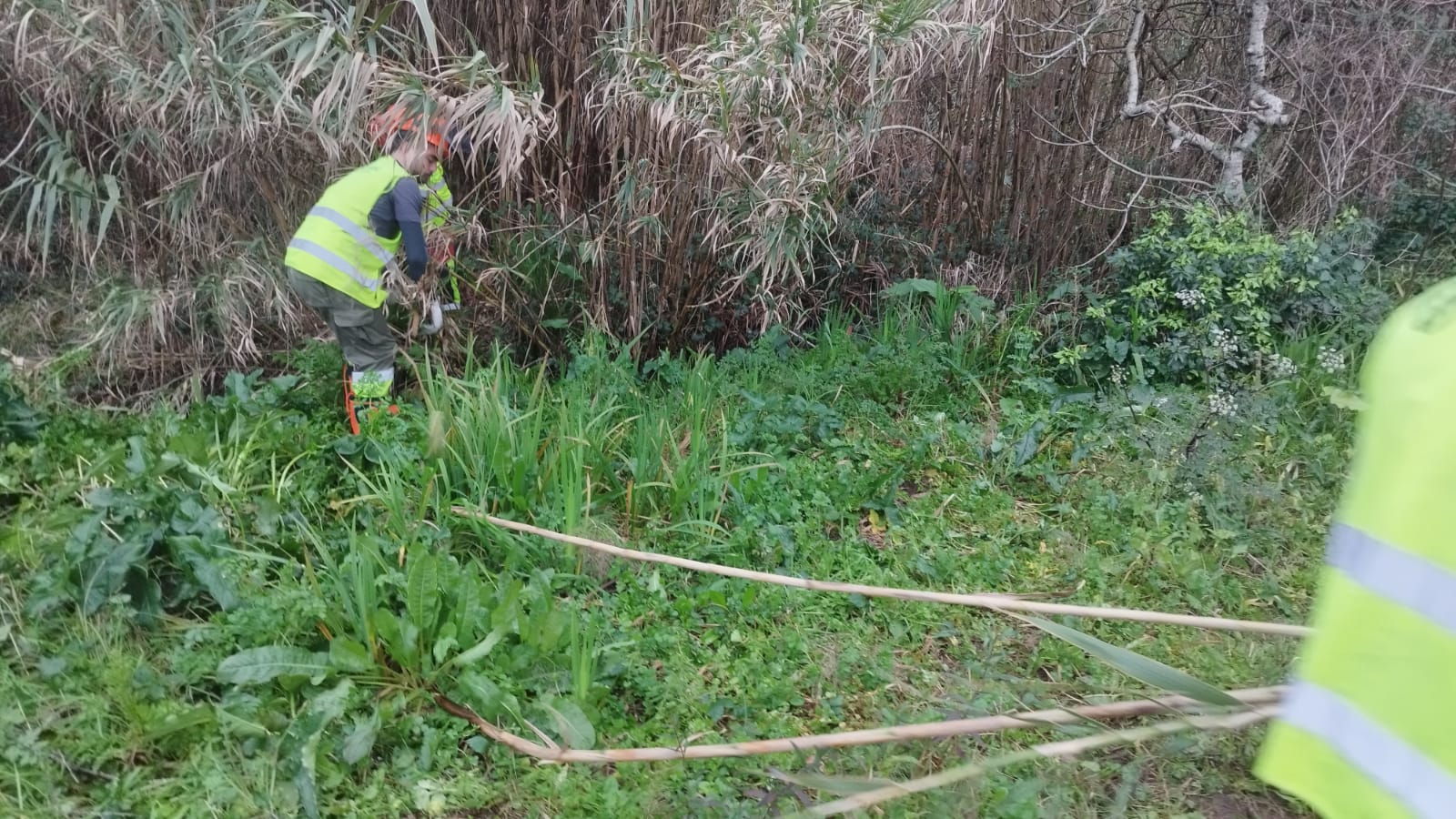 C1730_EV23001-Q007-VARIOS-RIBEIRA