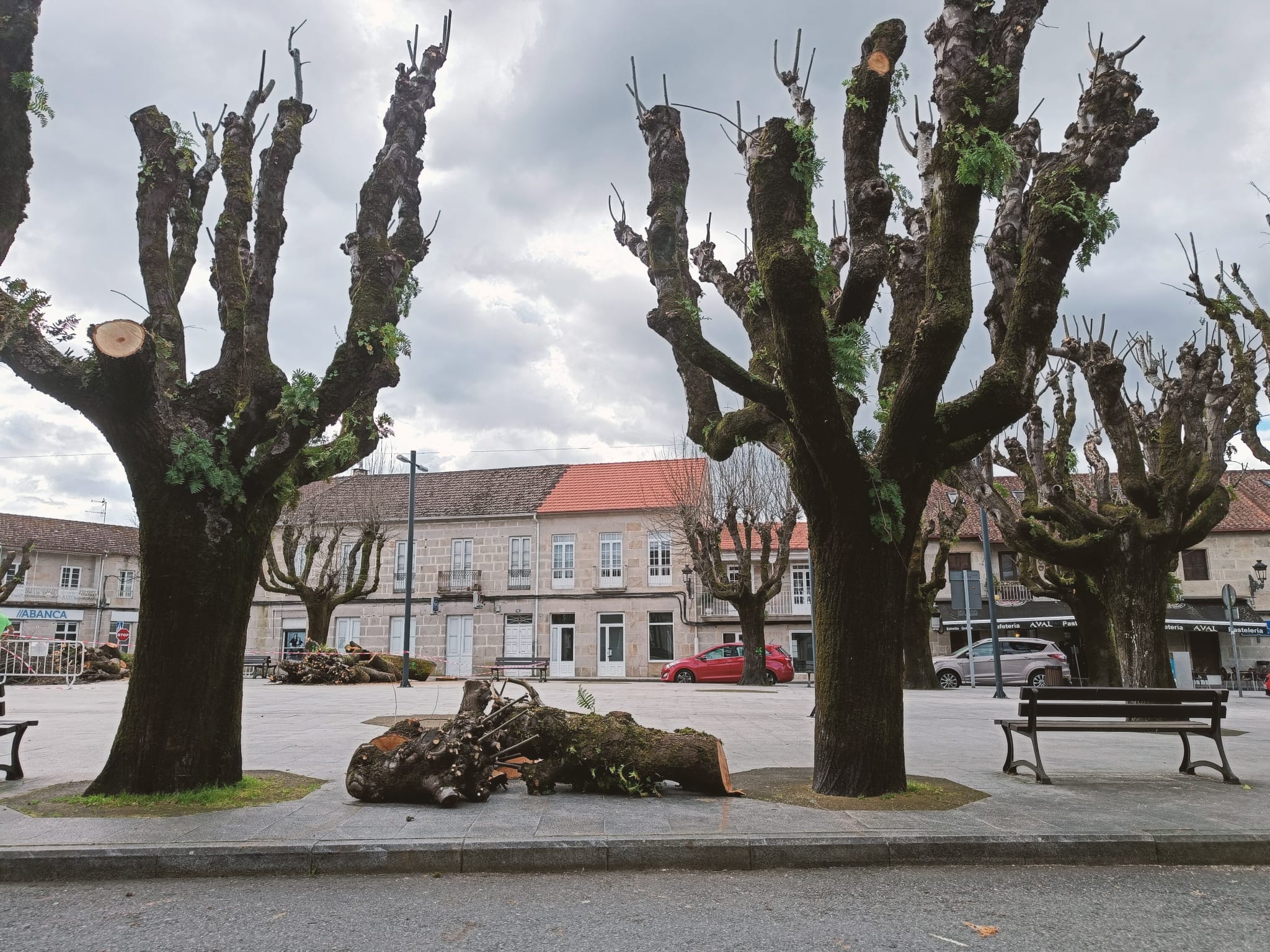Tileiros praza de España Mondariz (2)