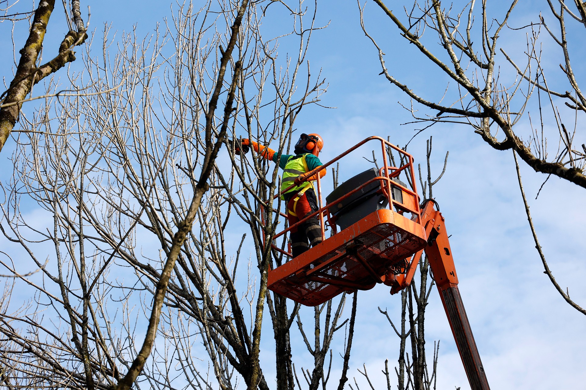 Podas na praza de Galicia 1