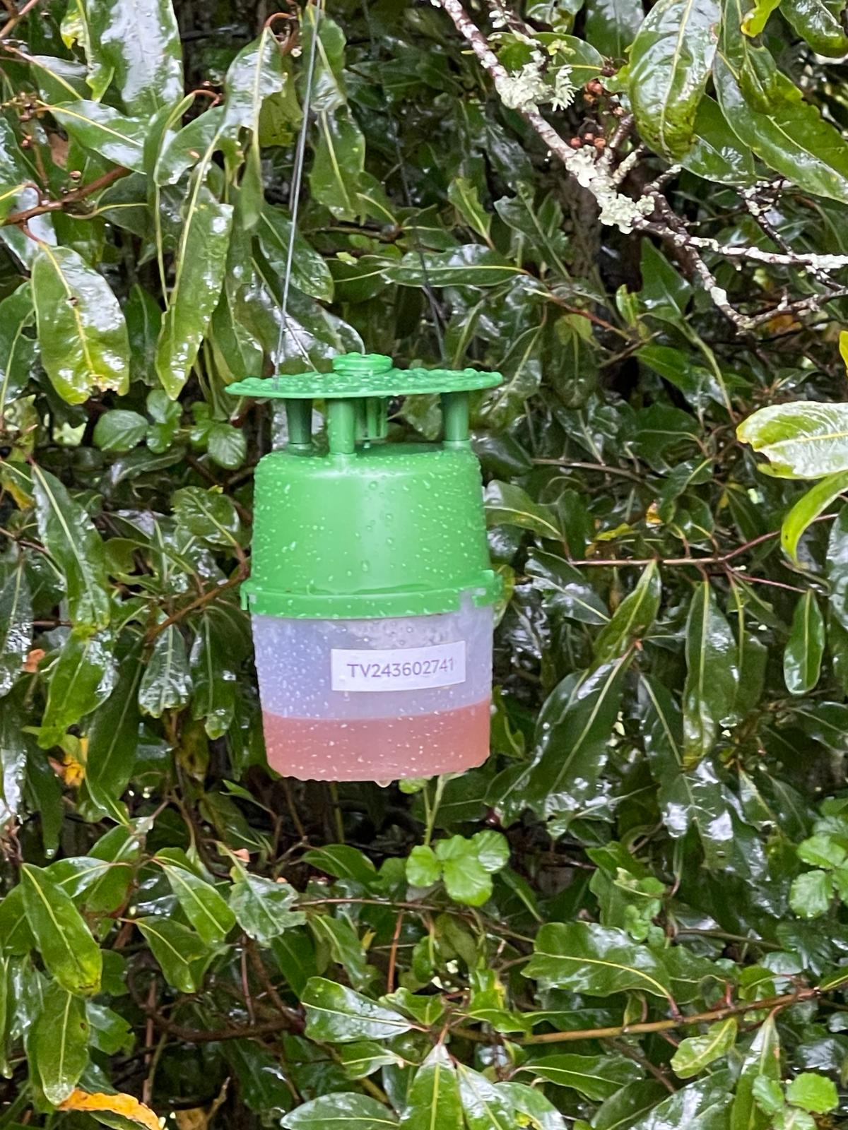 Trampas Velutina Baiona