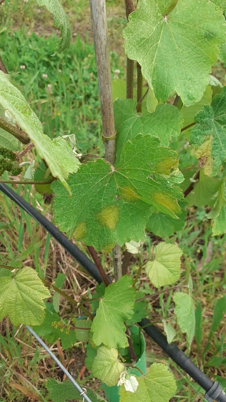 Avance do mildio en viña Arbo