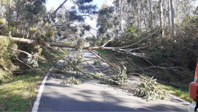 CONSORCIO – ÁRBOL ÉZARO