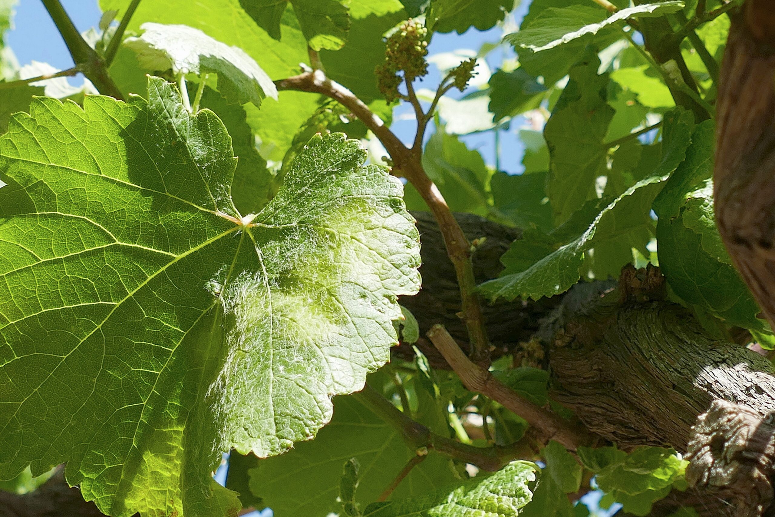 Manchas parcela Modia e acio afectado detras