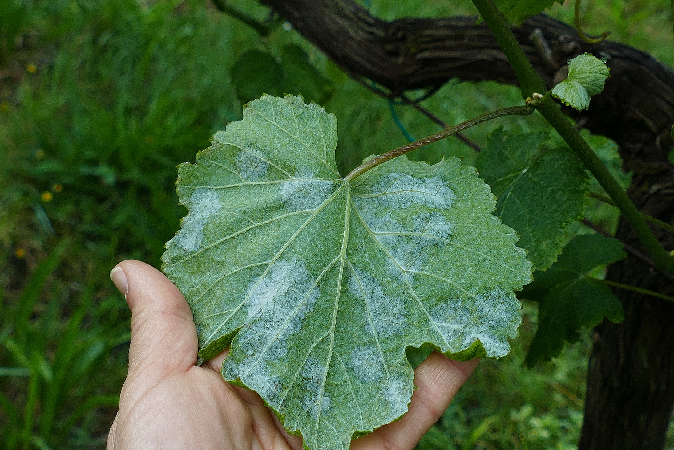 20240524_avisofitosanitario_Abundante esporulacion en planta testemuña