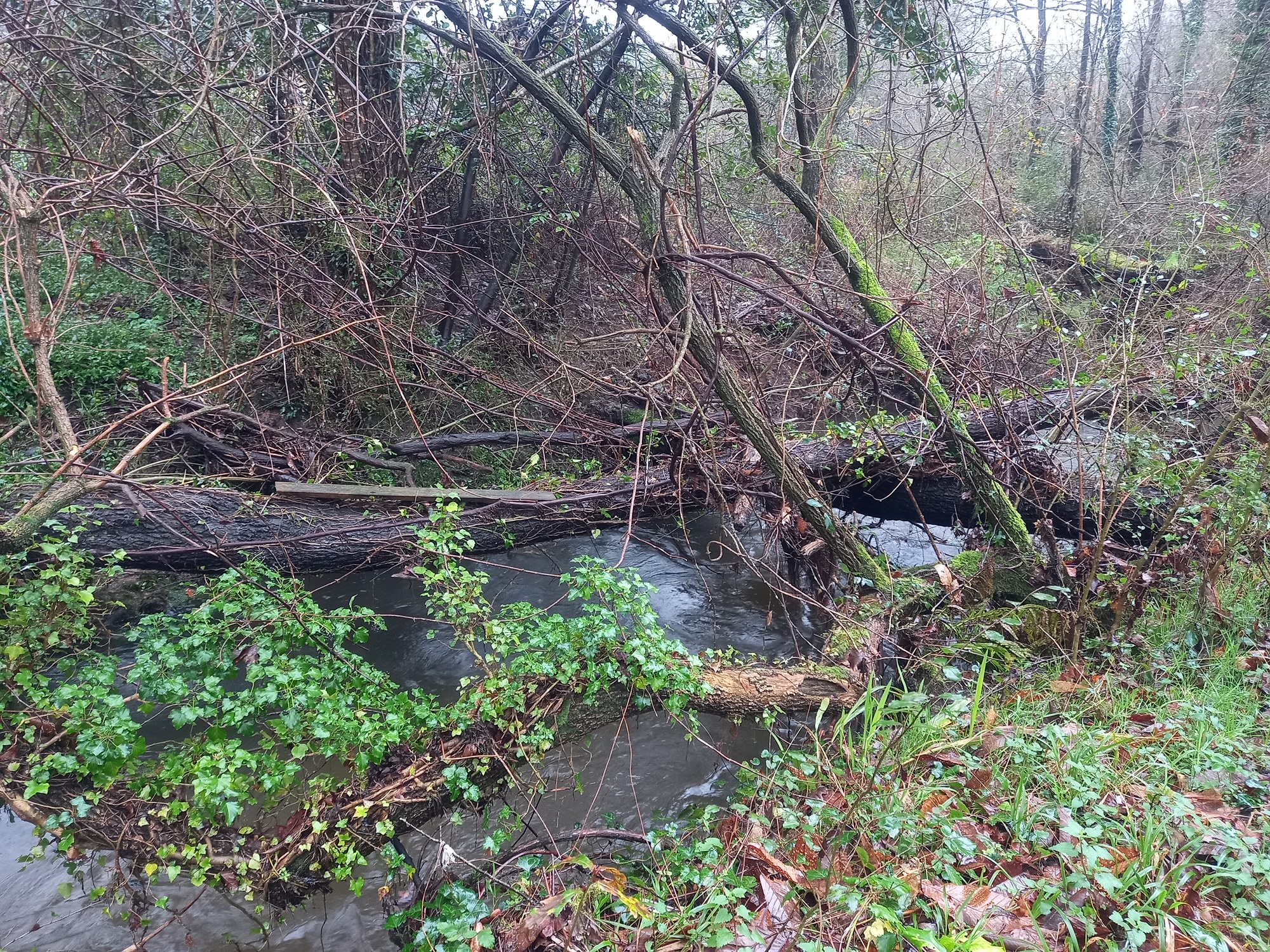 240524 melloras ames antes