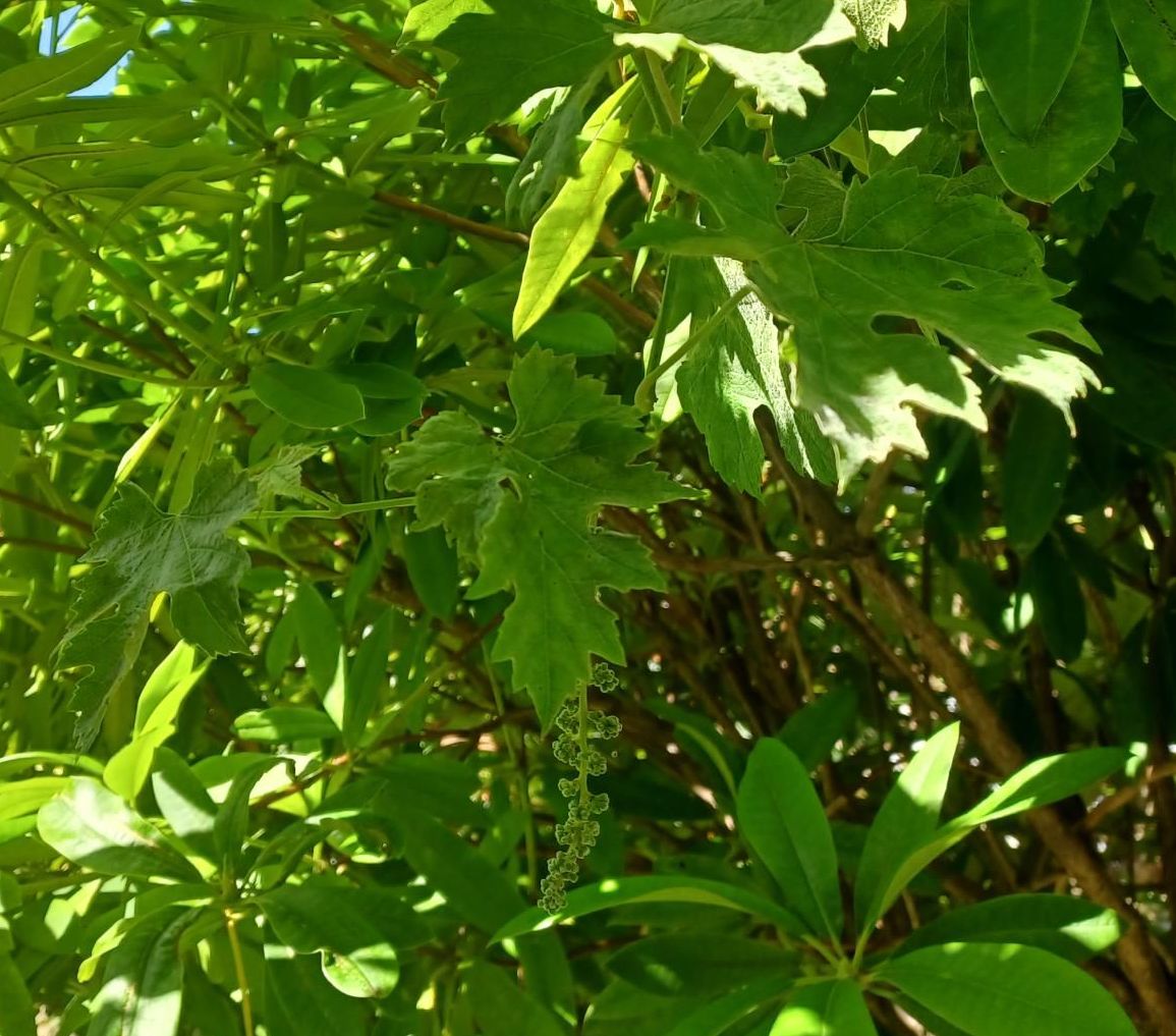 Acio e folla de viña con sintomas oidio