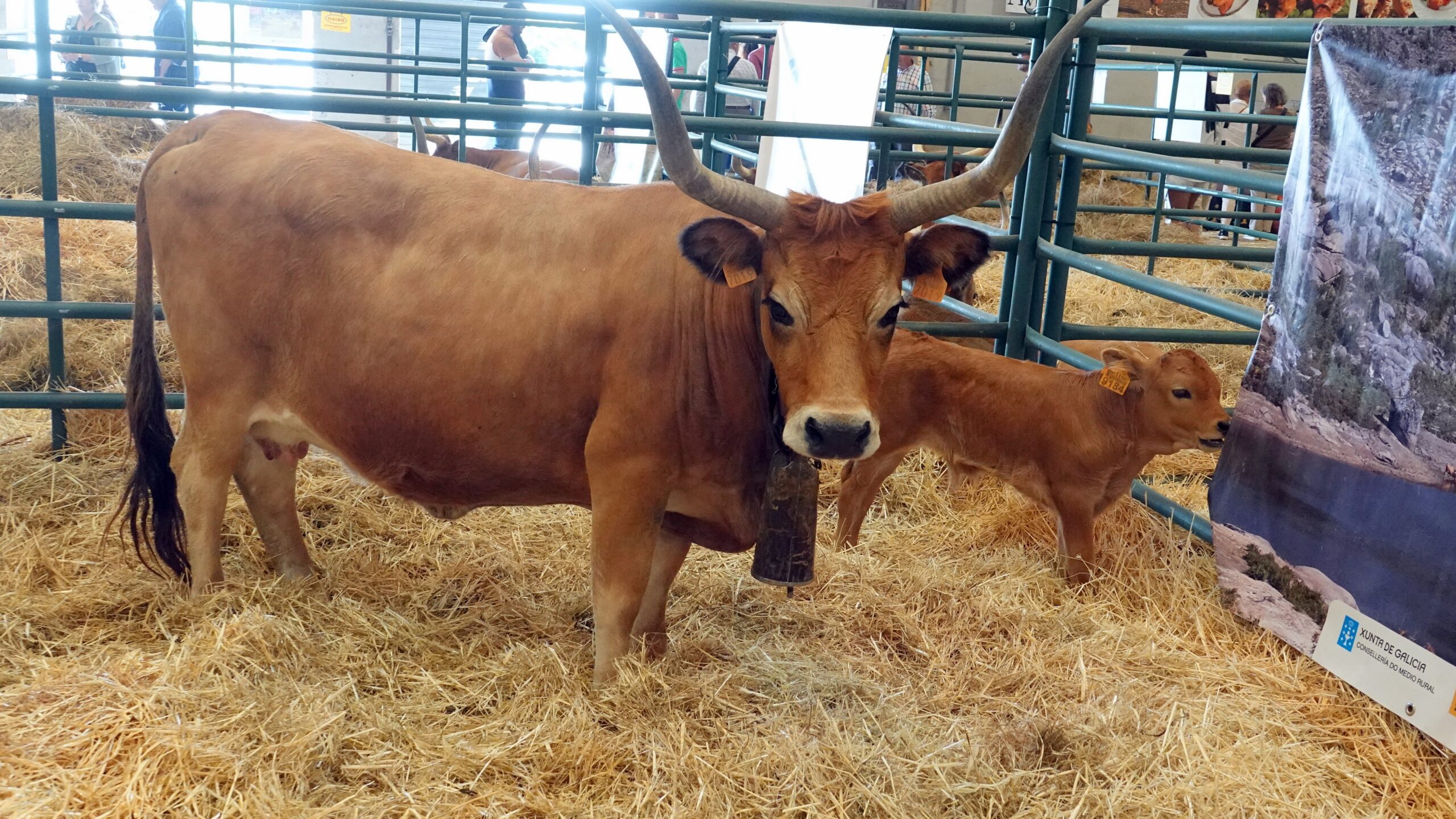 Bovinos razas autóctonas en perigo de extinción en Abanca Semana Verde 2023