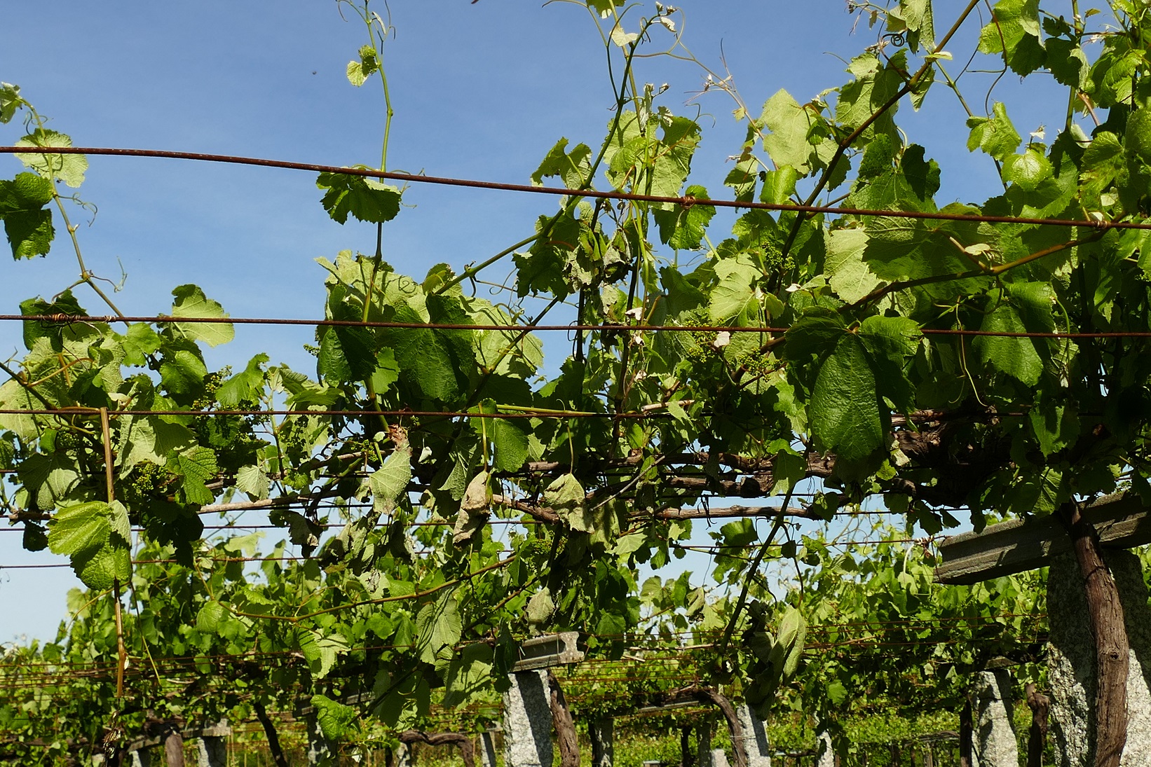 Brotes partidos por vento