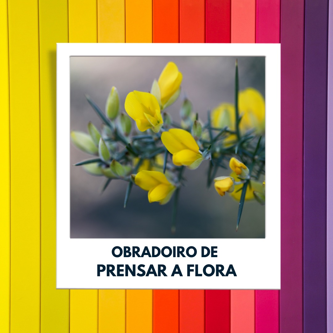 Captura a beleza da contorna co obradoiro de prensar a flora da OMIX de Tomiño