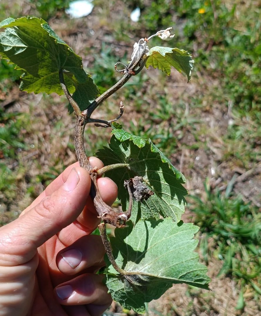 Gromo de viña fortemente atacada por mildio no Condado