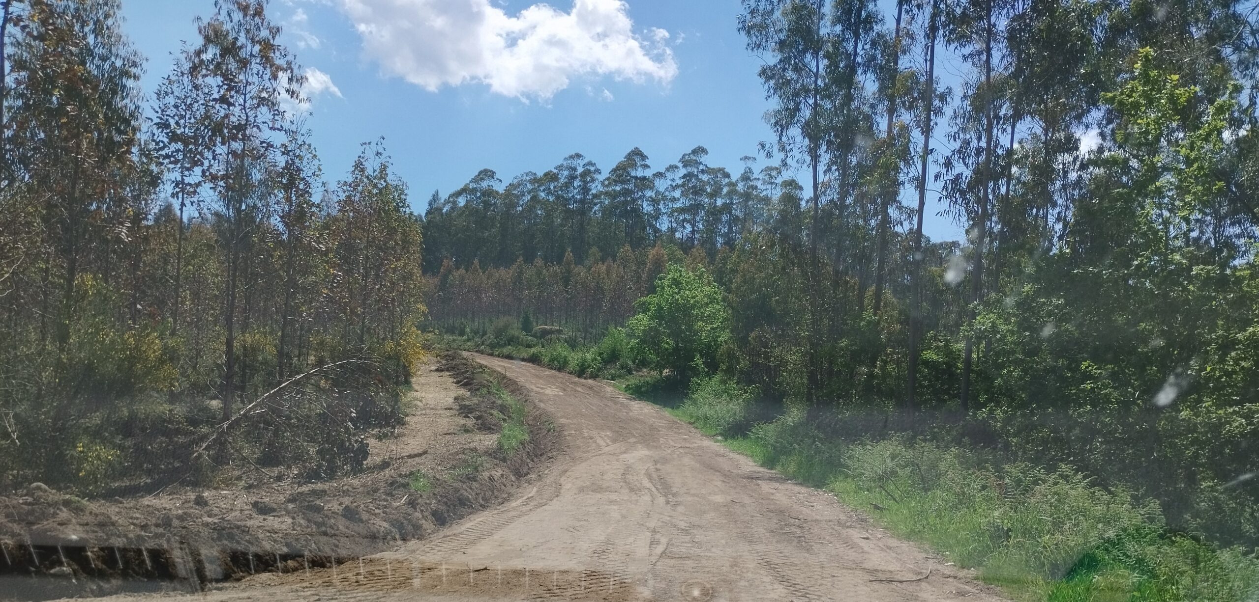 Pista forestal Montemaior (1)