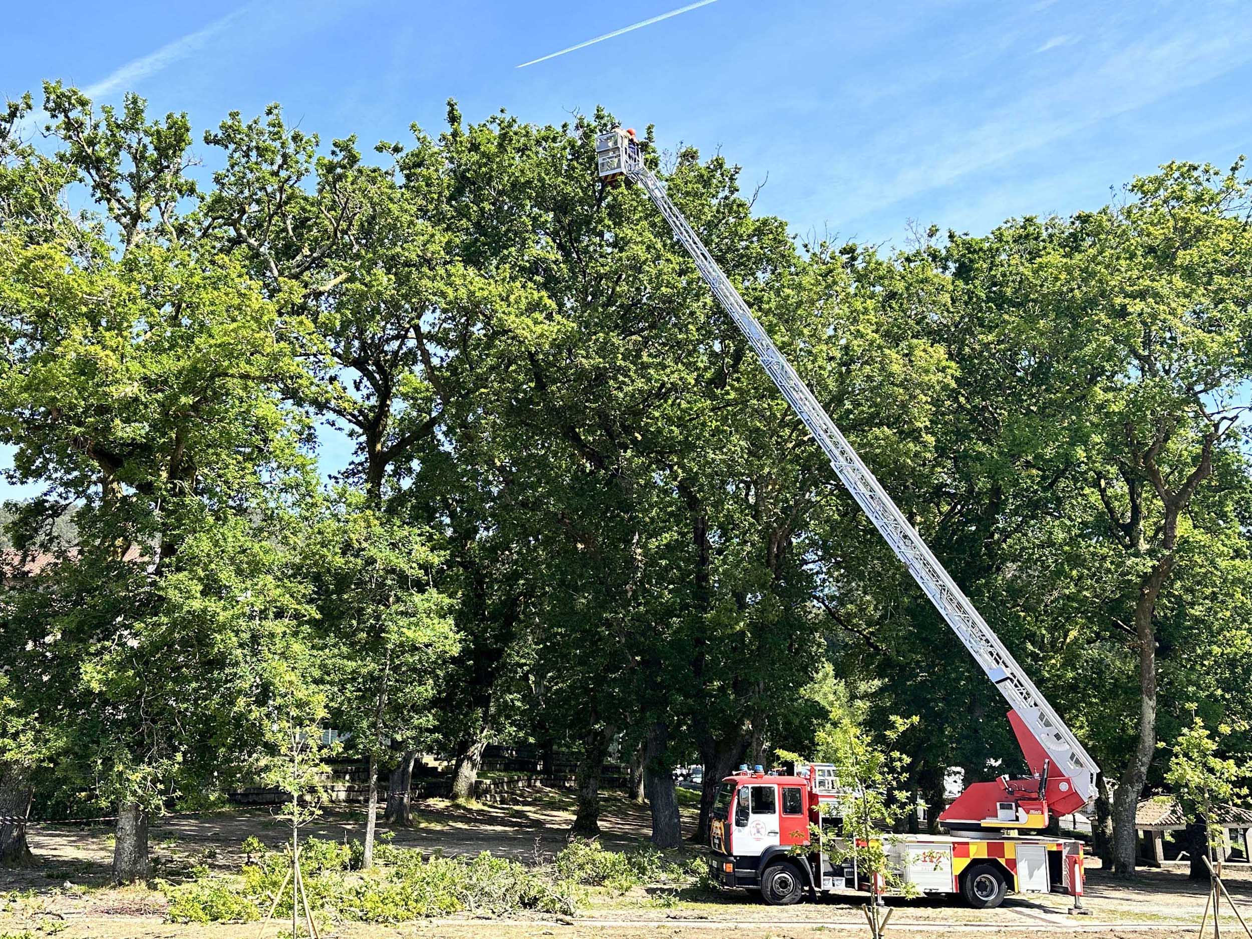 PodaCarballeiraBrion3