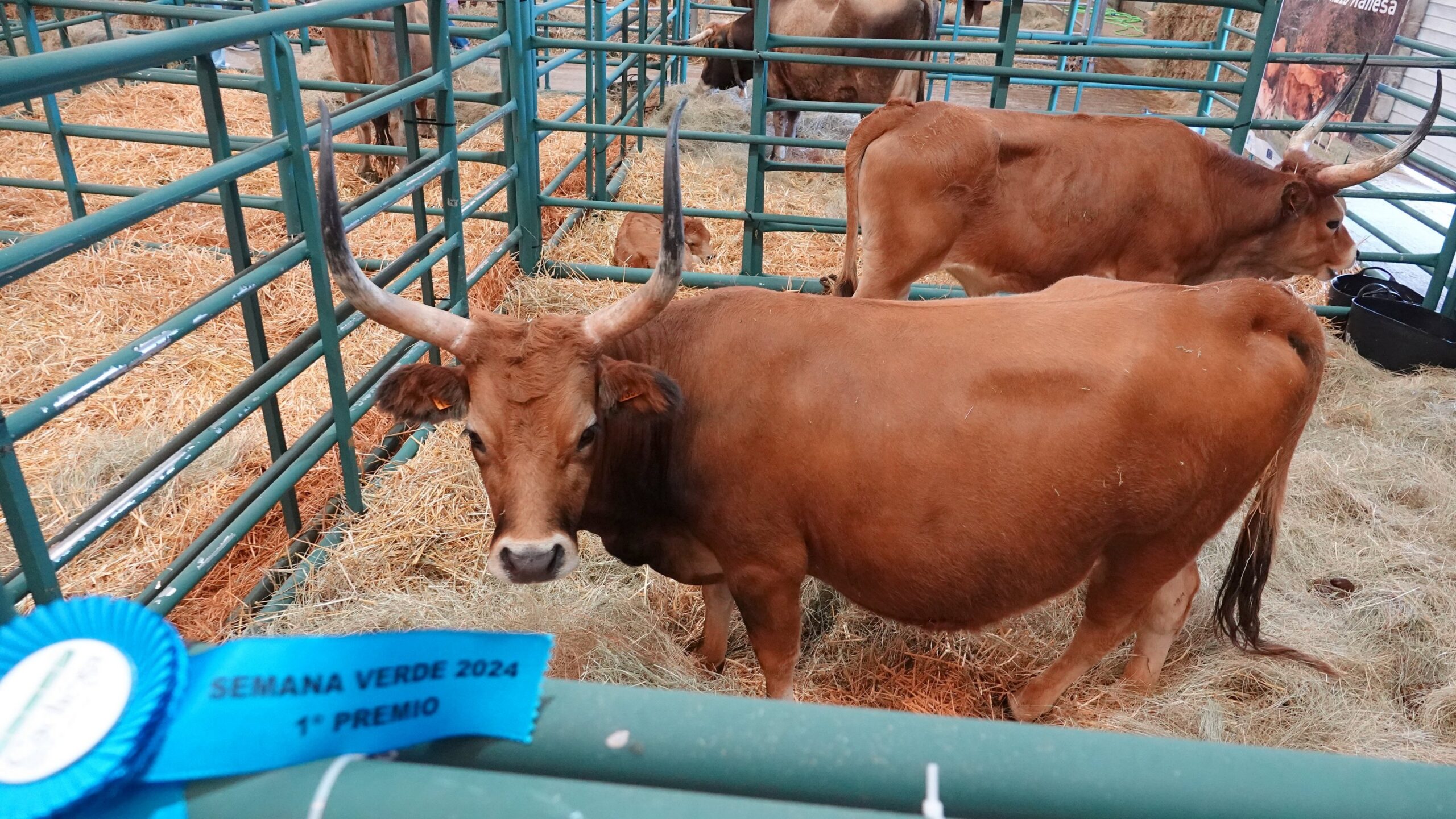 primeiro premio cachenas DSC08476