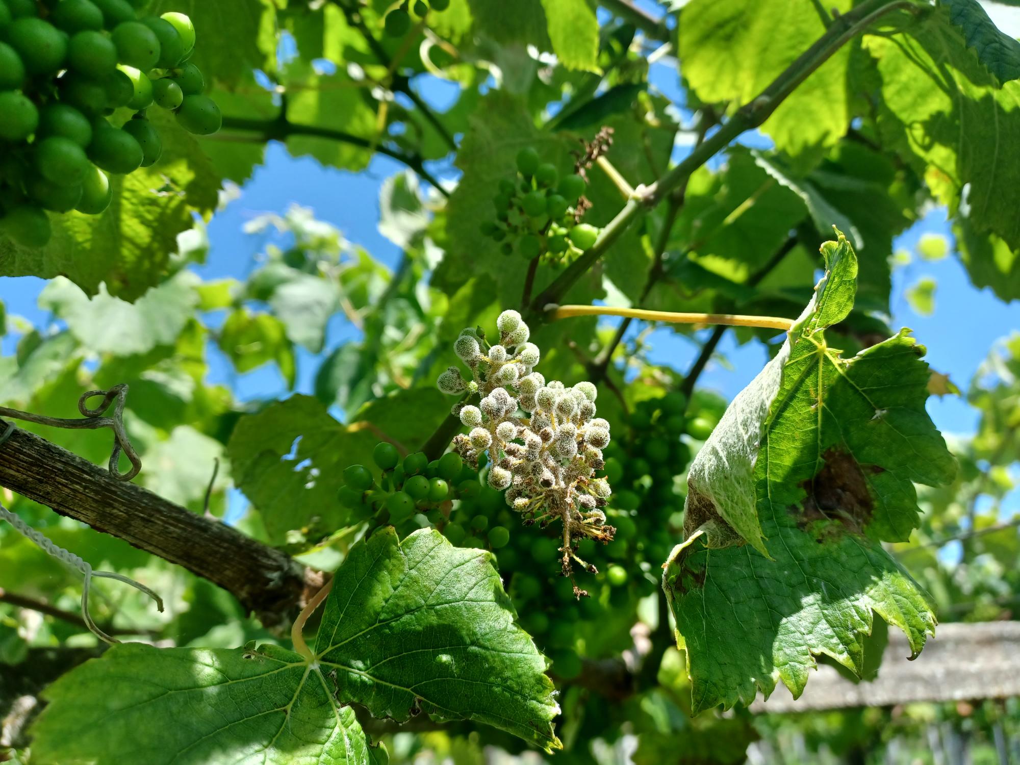 Acio rebusco afectado por mildio