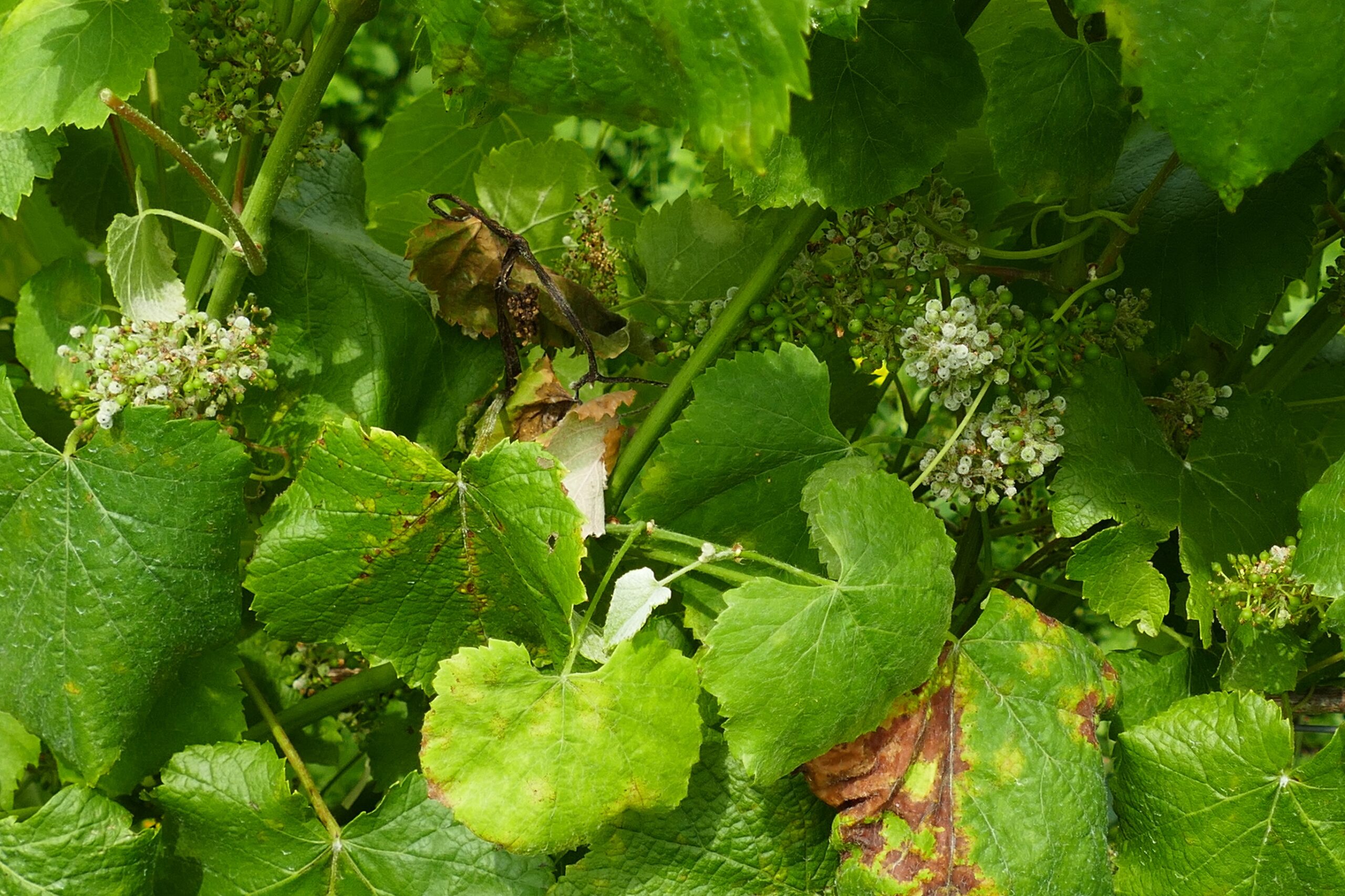 Acios con frutificacion mildio nesa viña