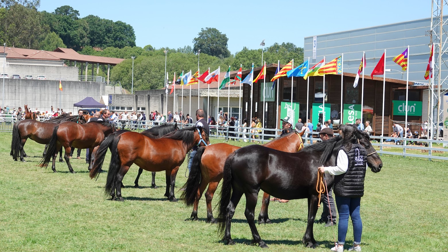 Concurso Morfolóxio de Cabalo de Pura Raza Galega