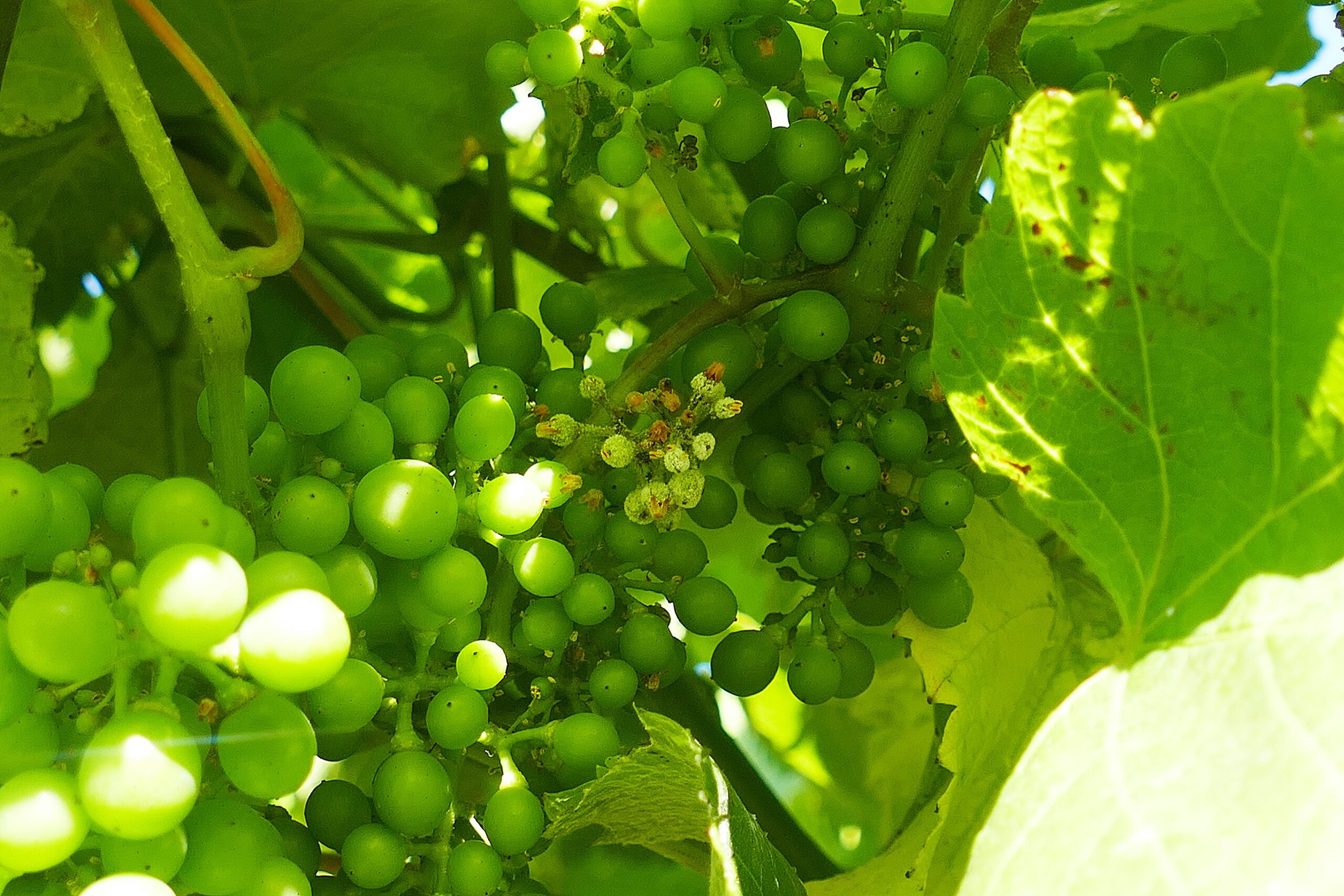 Grans con frutificacion