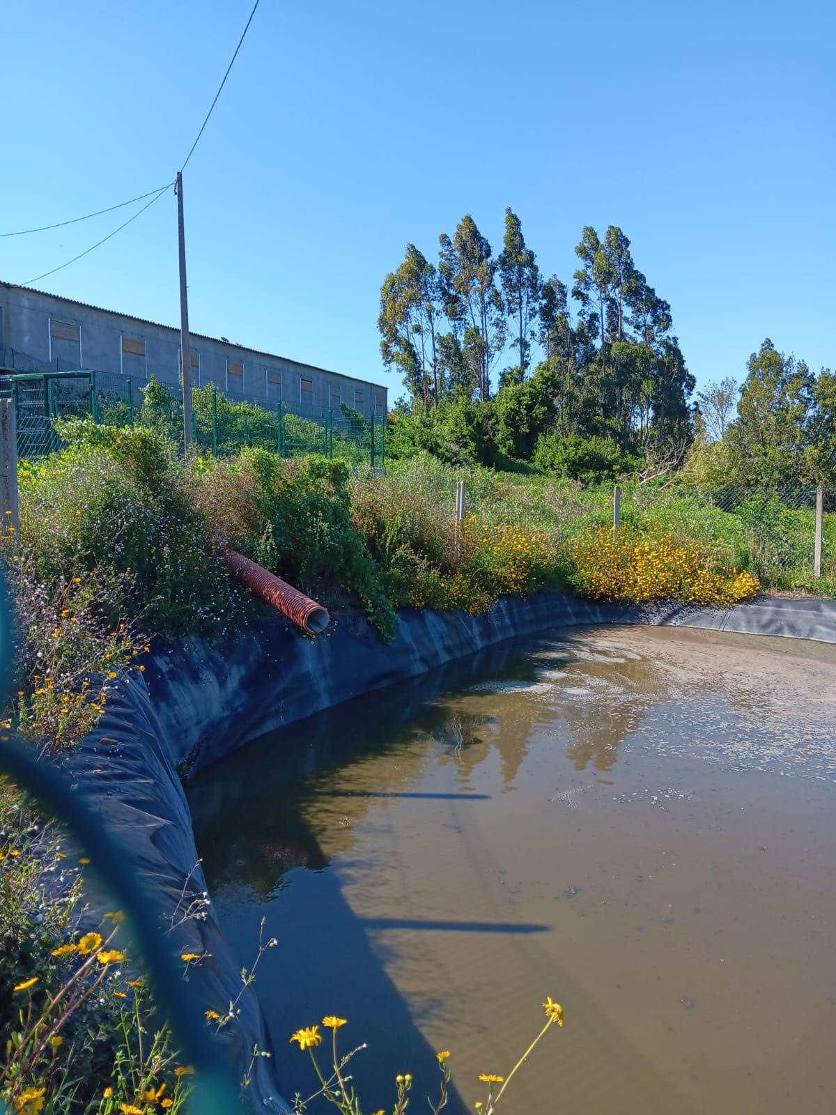 Granxa Lañas 25-06-2024