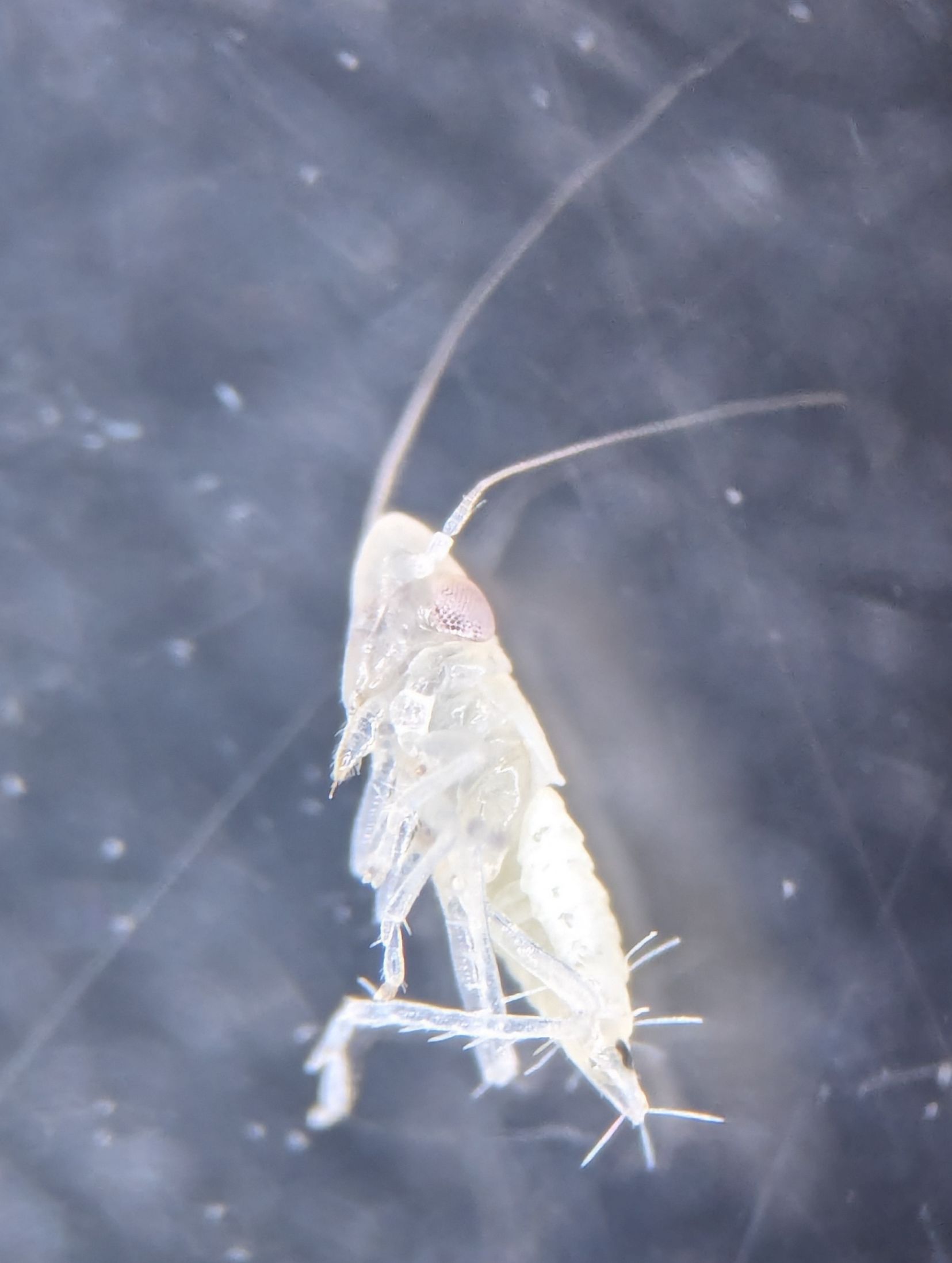 Ninfa nova de Scaphoideus titanus