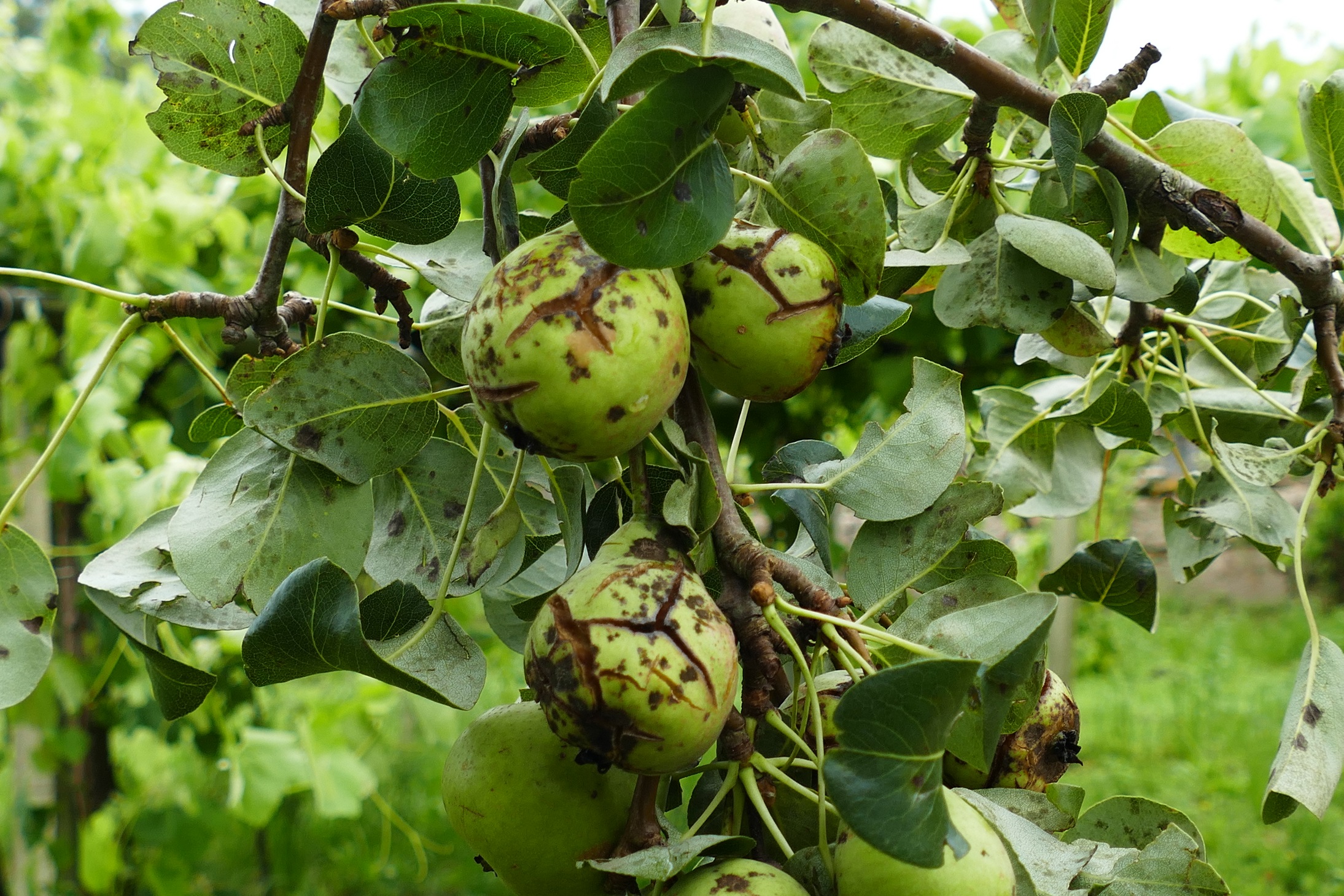 Peras fortemente afectadas de moteado