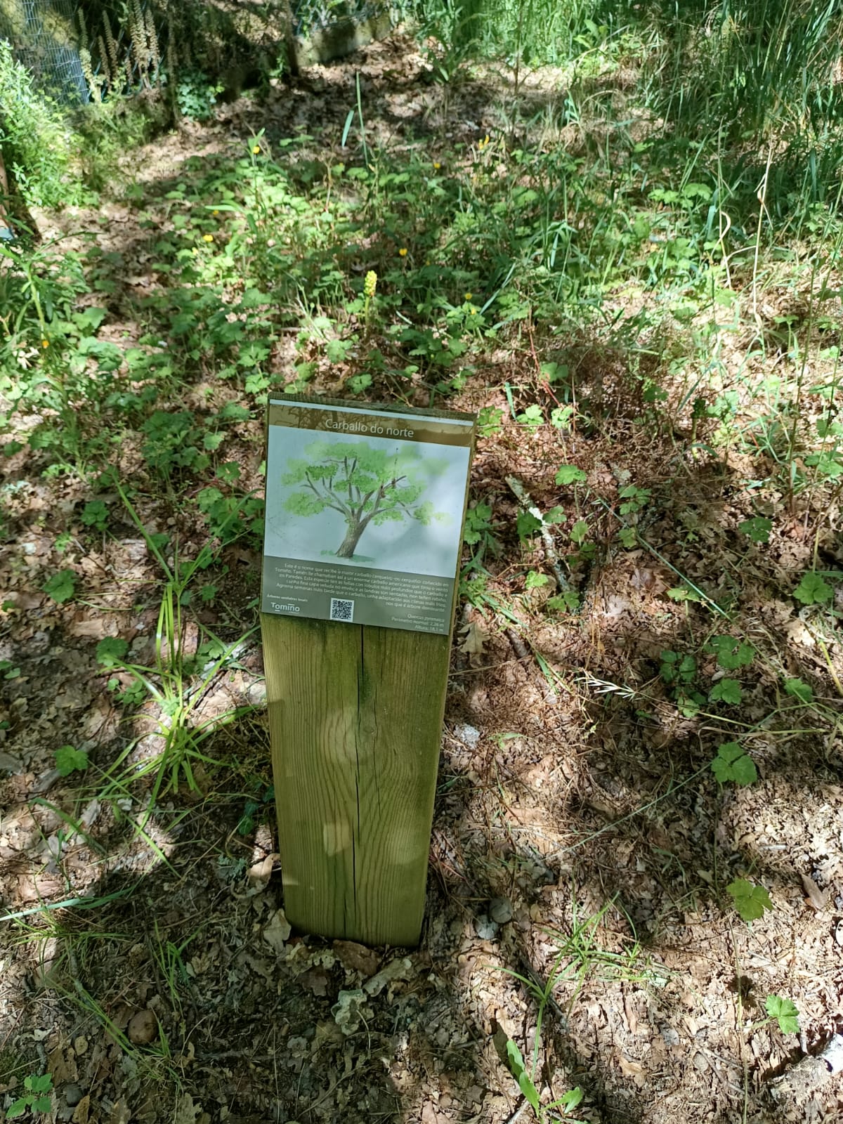 Tomiño celebra a Semana do Medio Ambiente cunha homenaxe á biodiversidade 03