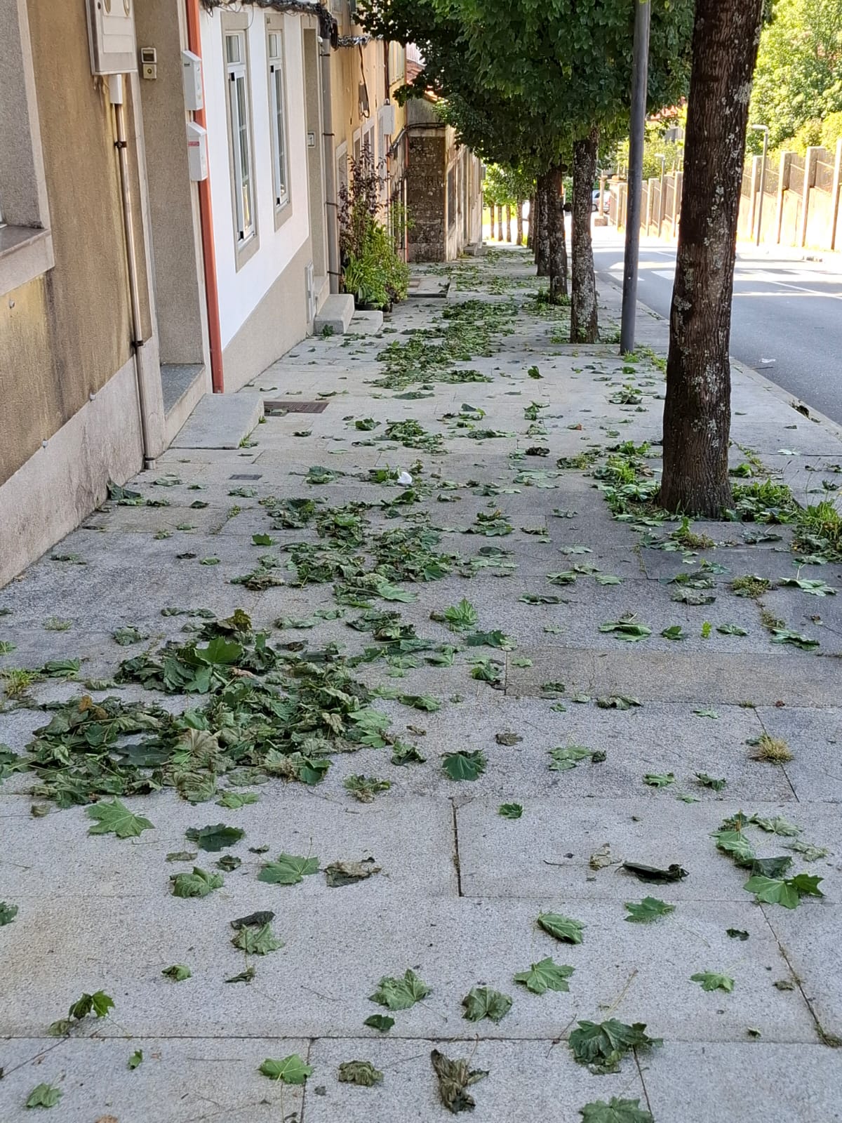 IMAXE – Beirarrúas na Costa de Santa Isabel cubertas de follas