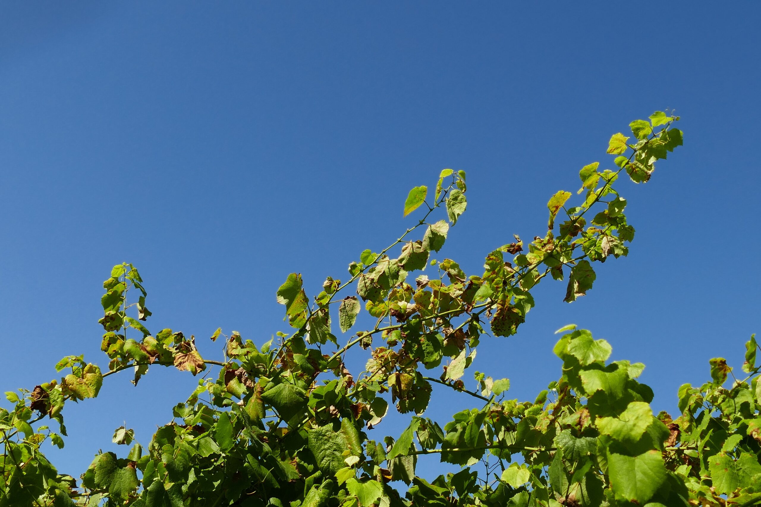 Pampos da cima das parras non acceden tratamentos