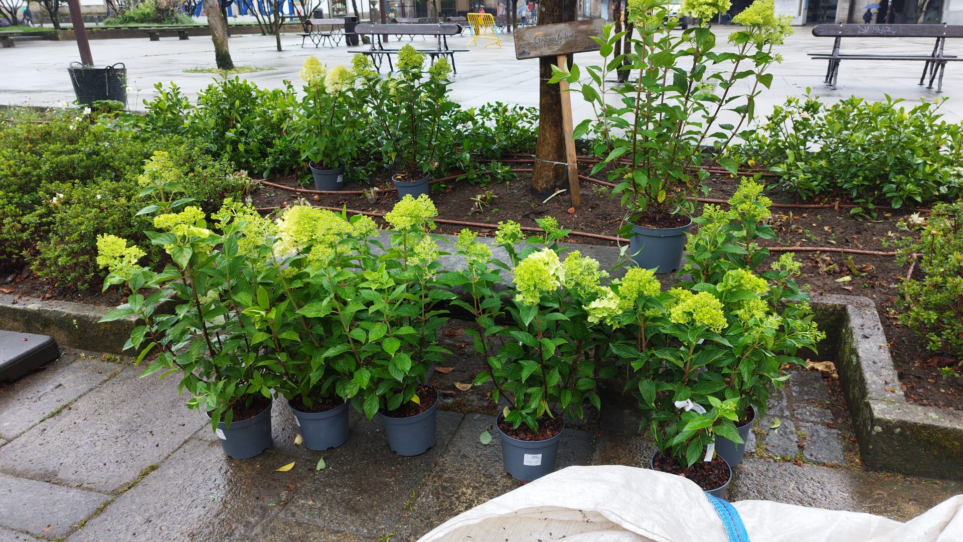 Plantacións en xardíns da cidade 2