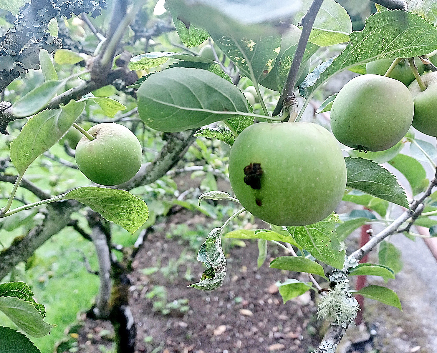 Sintoma de penetracion eiruga Cydia pomonella
