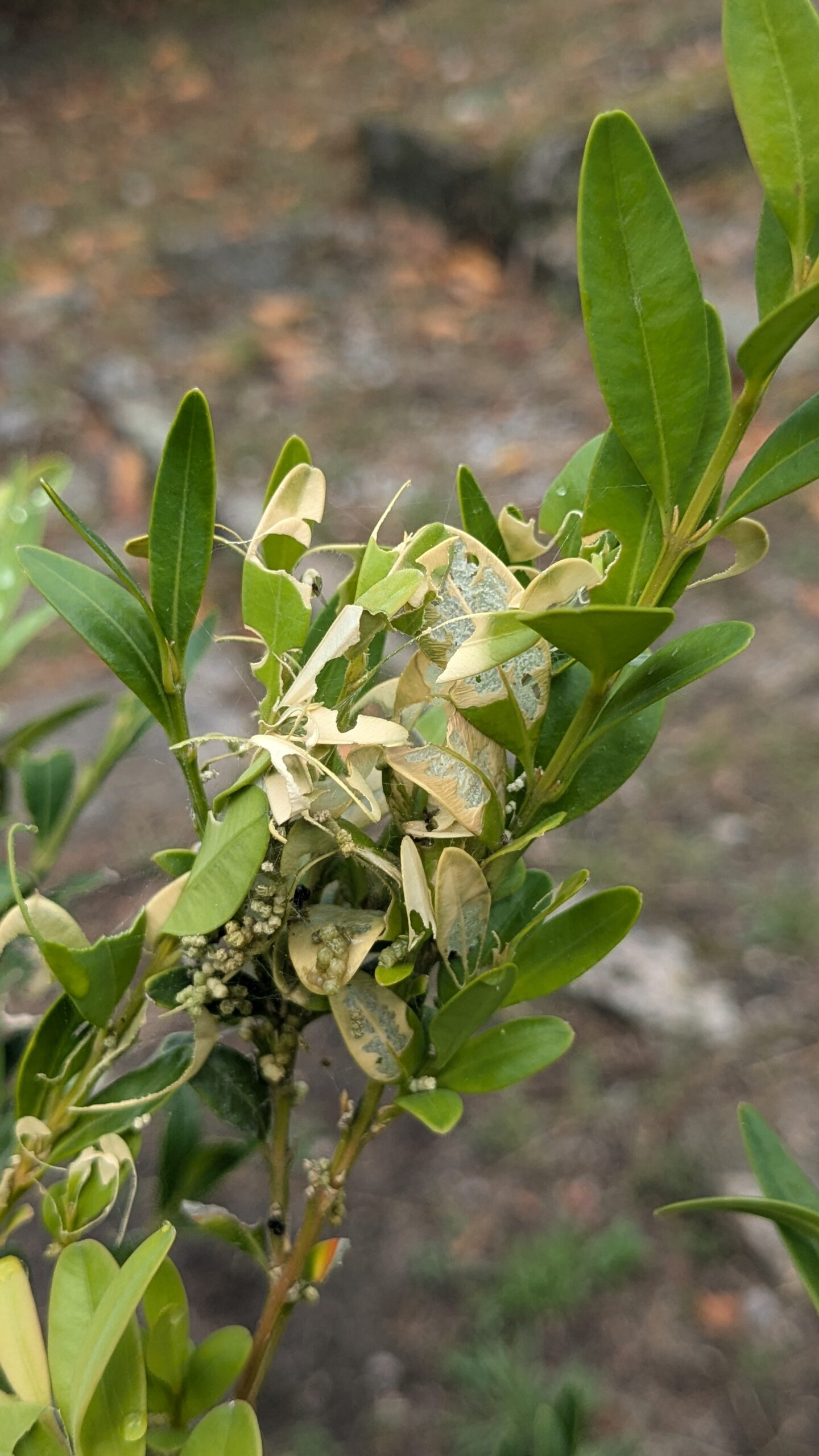 Sintomas de eirugas de C. perspectalis
