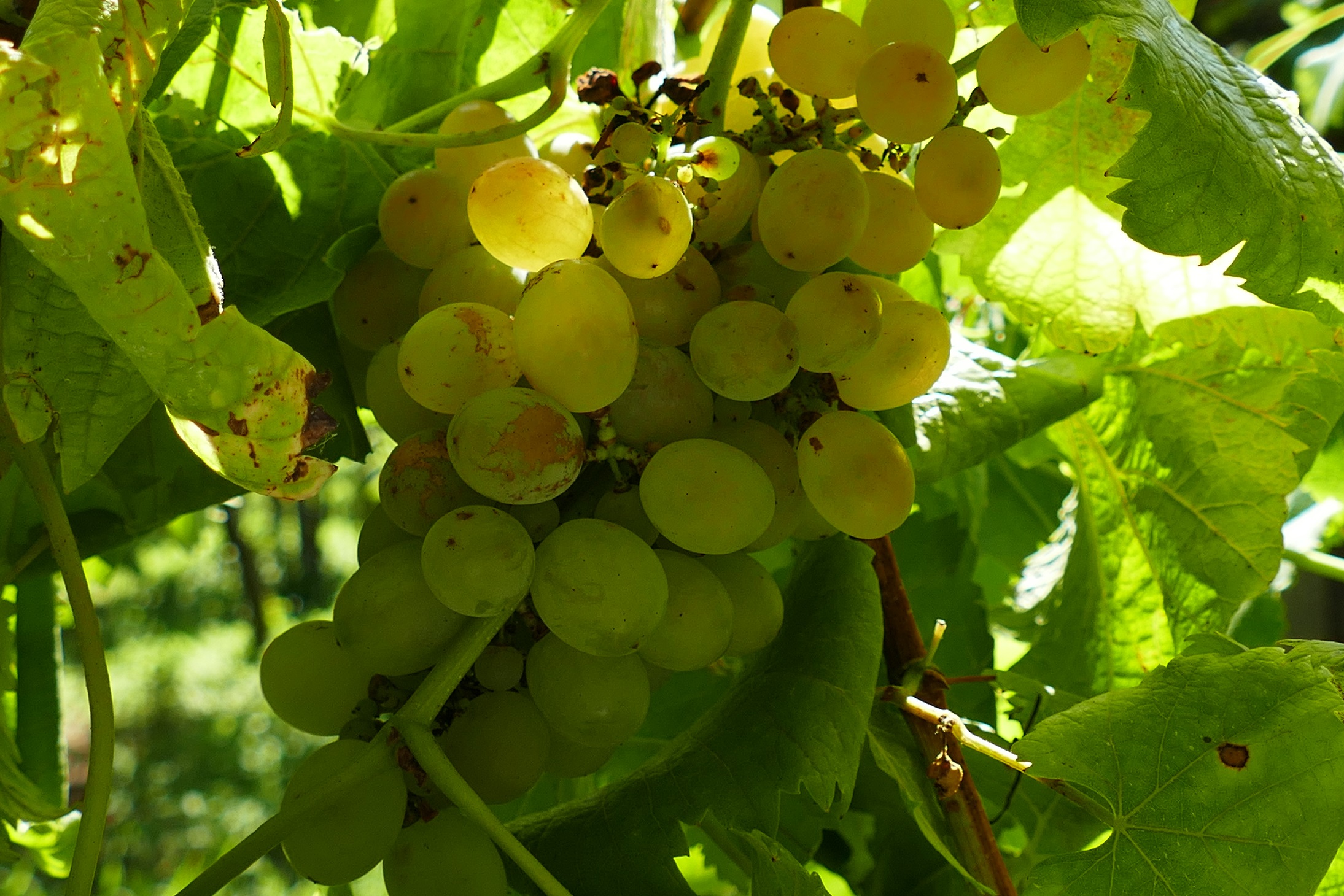 Acio de treixadura sa, sen botrite