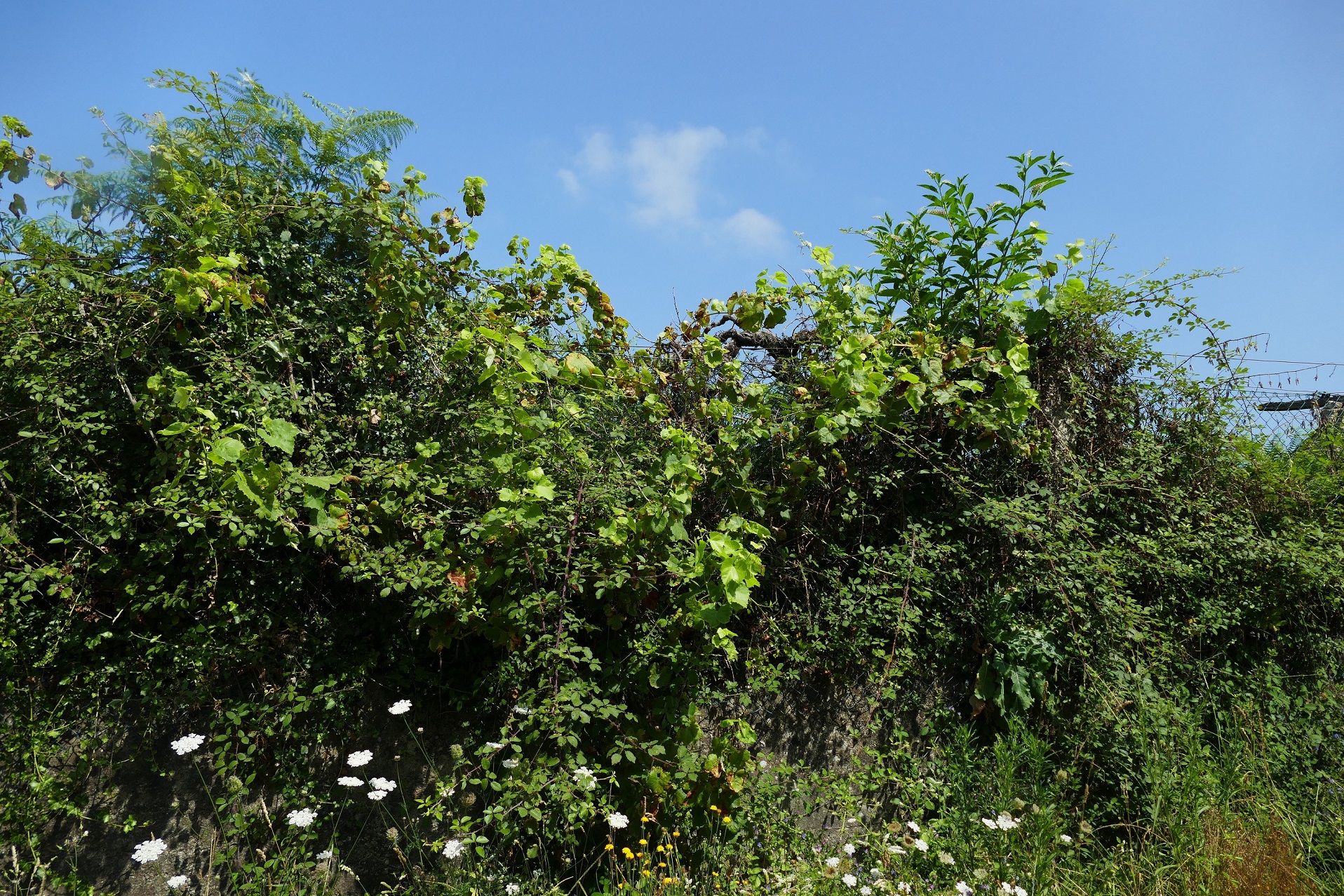 Control flavescencia inclue eliminar vides abandonadas