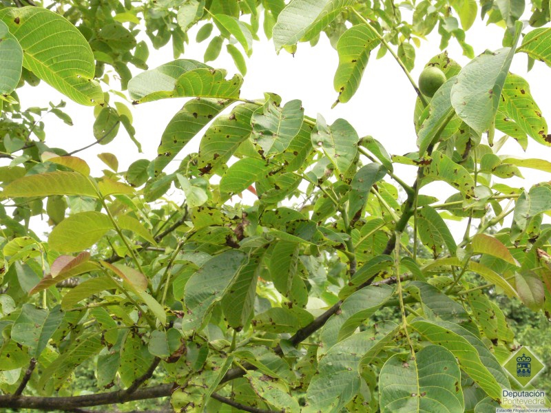 Sintomas de antracnose en arbore de nogueira