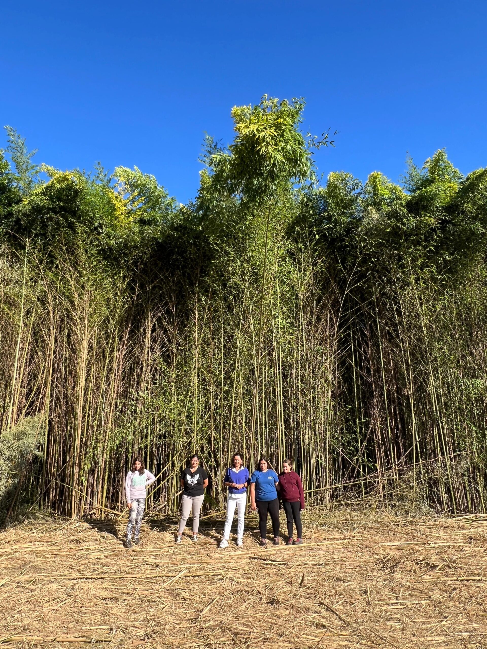 As ovellas, novas aliadas en Tomiño para eliminar a flora exótica invasora na Rede Natura 2000 02