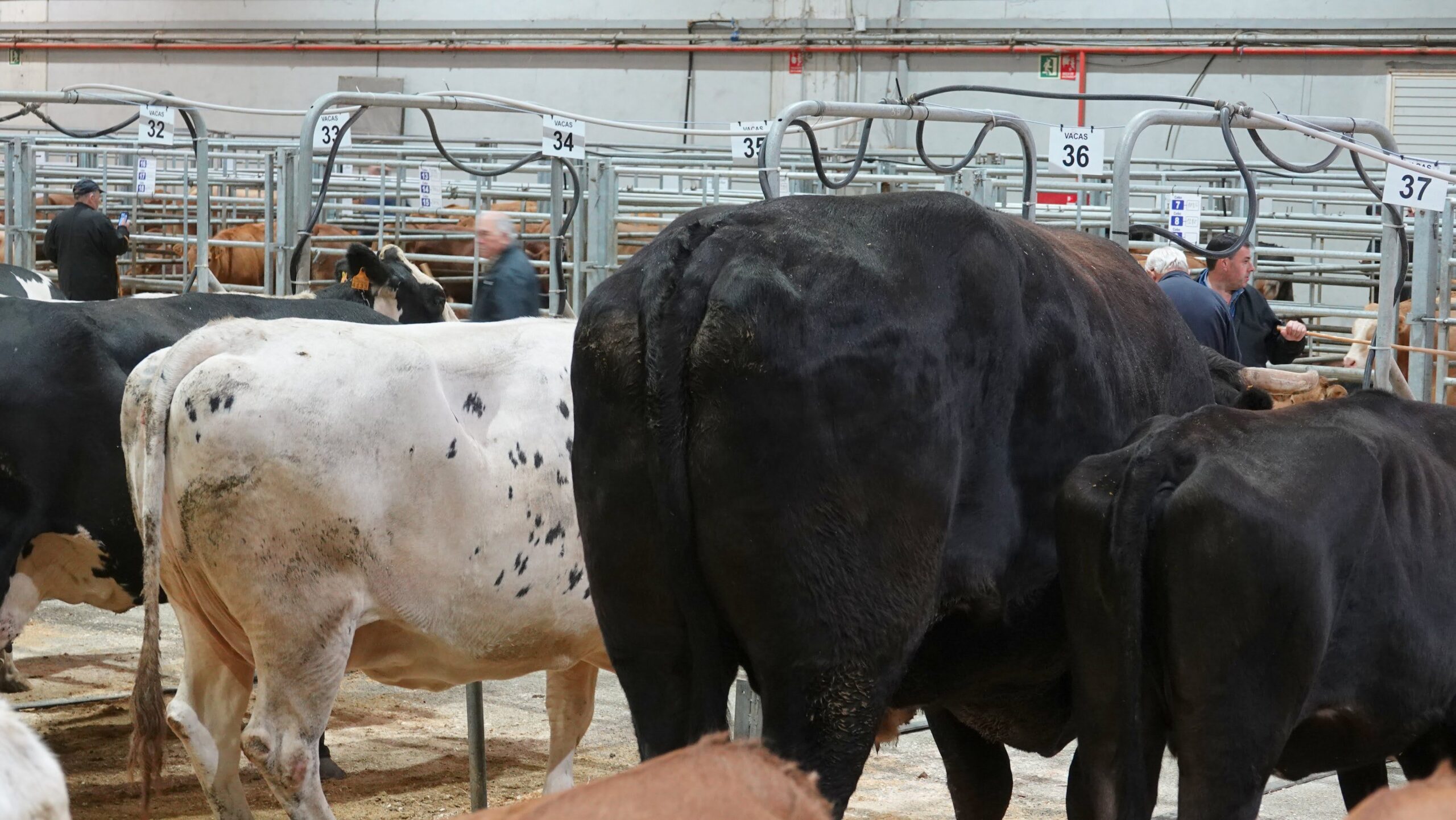 Boi récord Central 10.498 € DSC01533 (1)