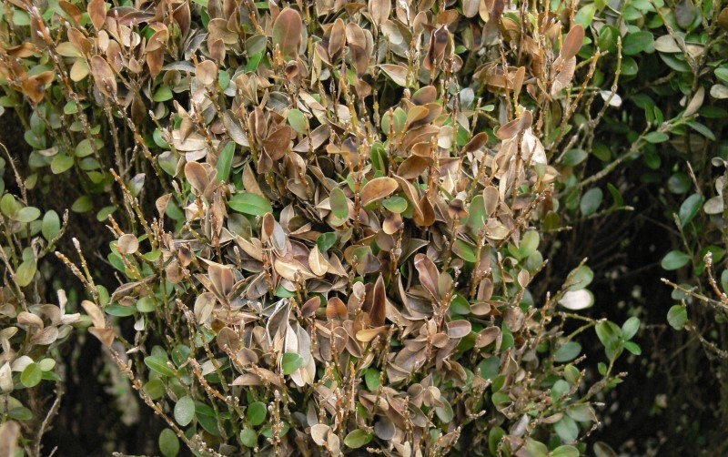 Follas secas deben eliminarse para limitar incidencia