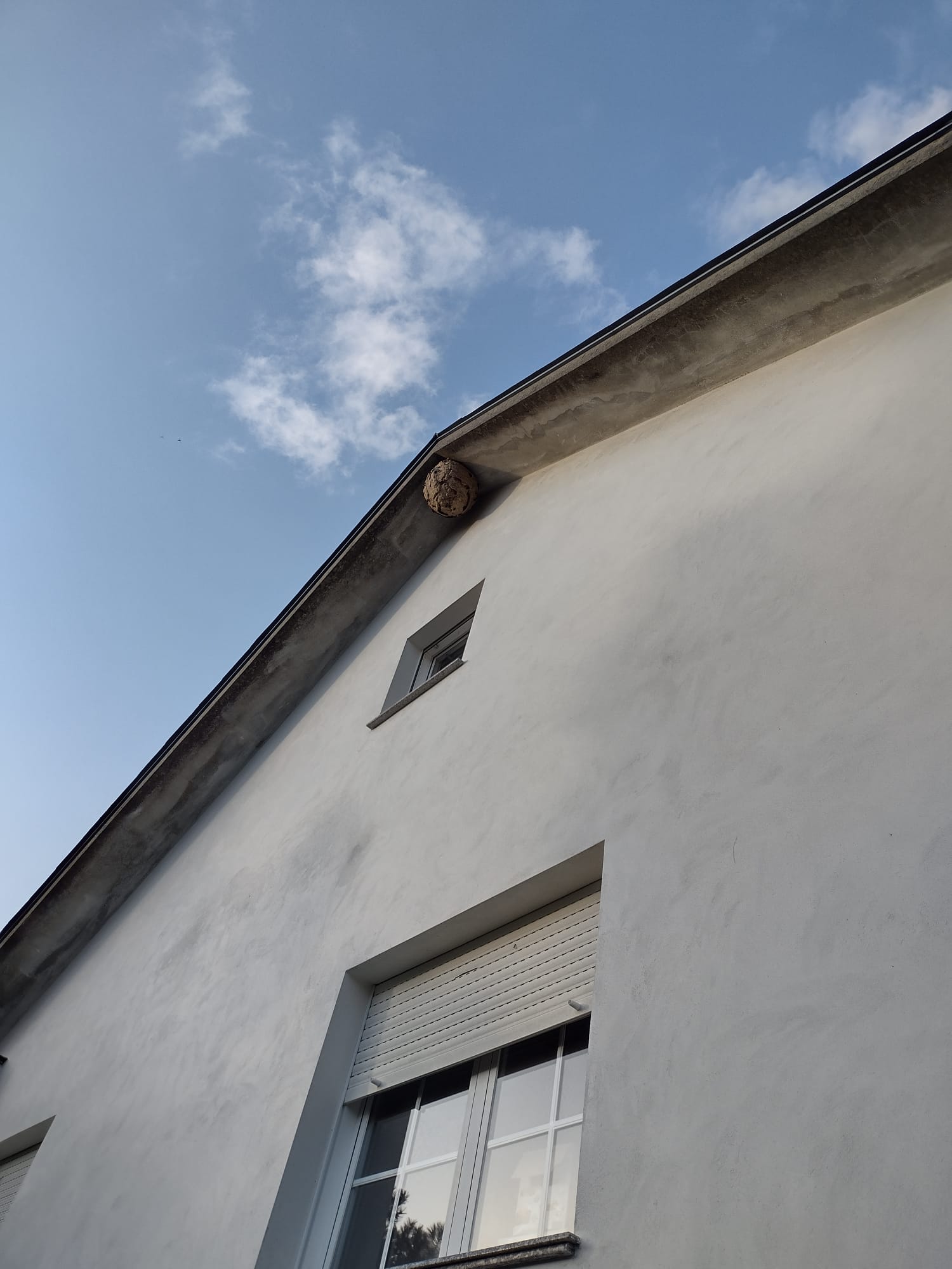 Retirada niño avespas velutinas en Lustres_Concello de Rianxo