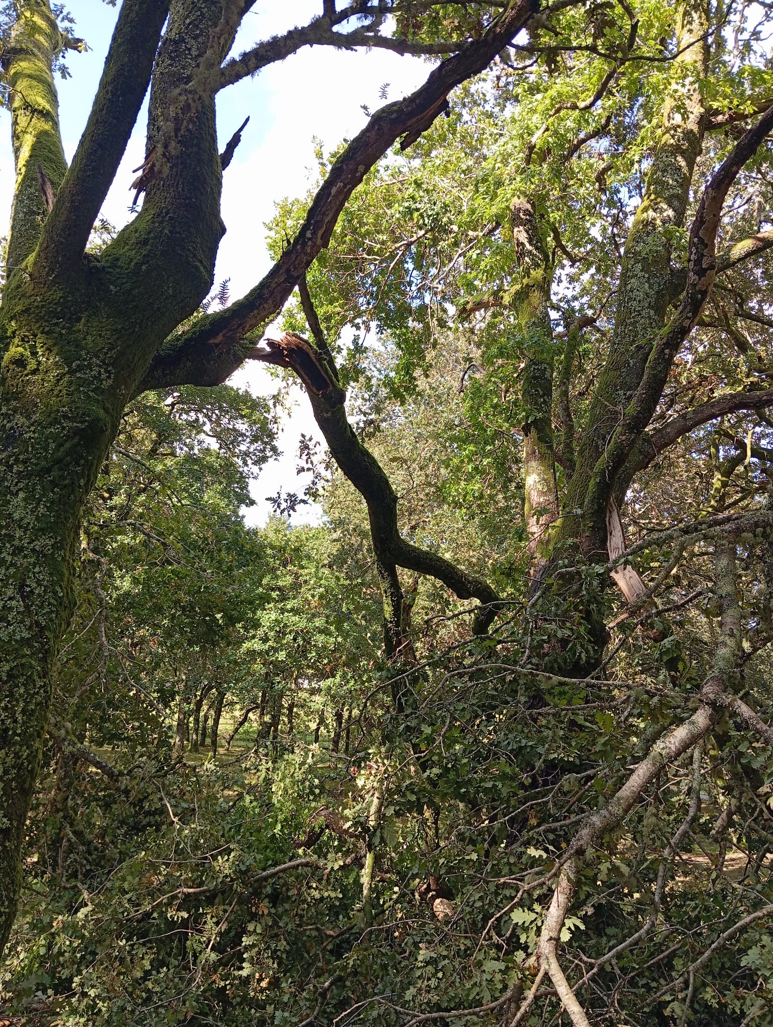 WhatsApp Image 2024-10-12 at 16.26.14