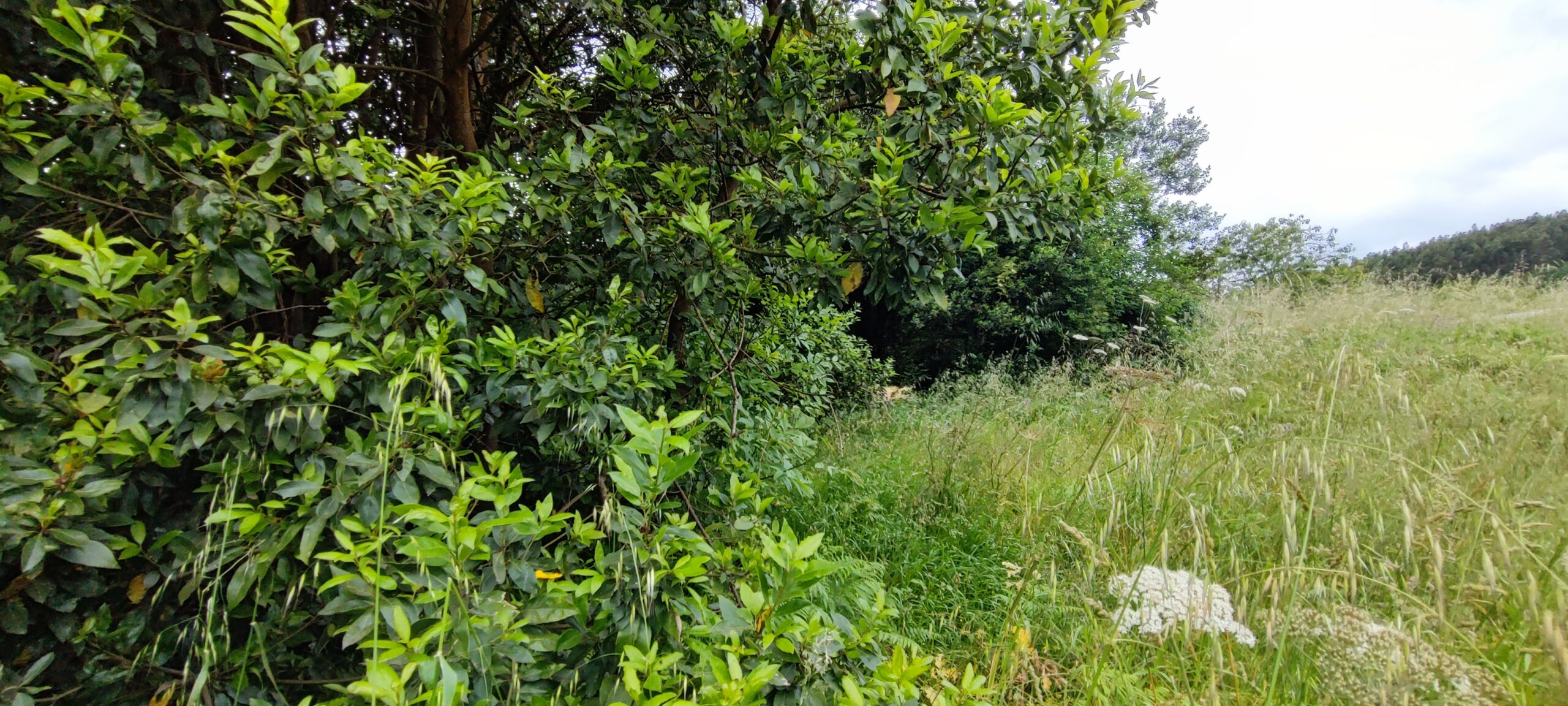 Foto Xestión Biomasa