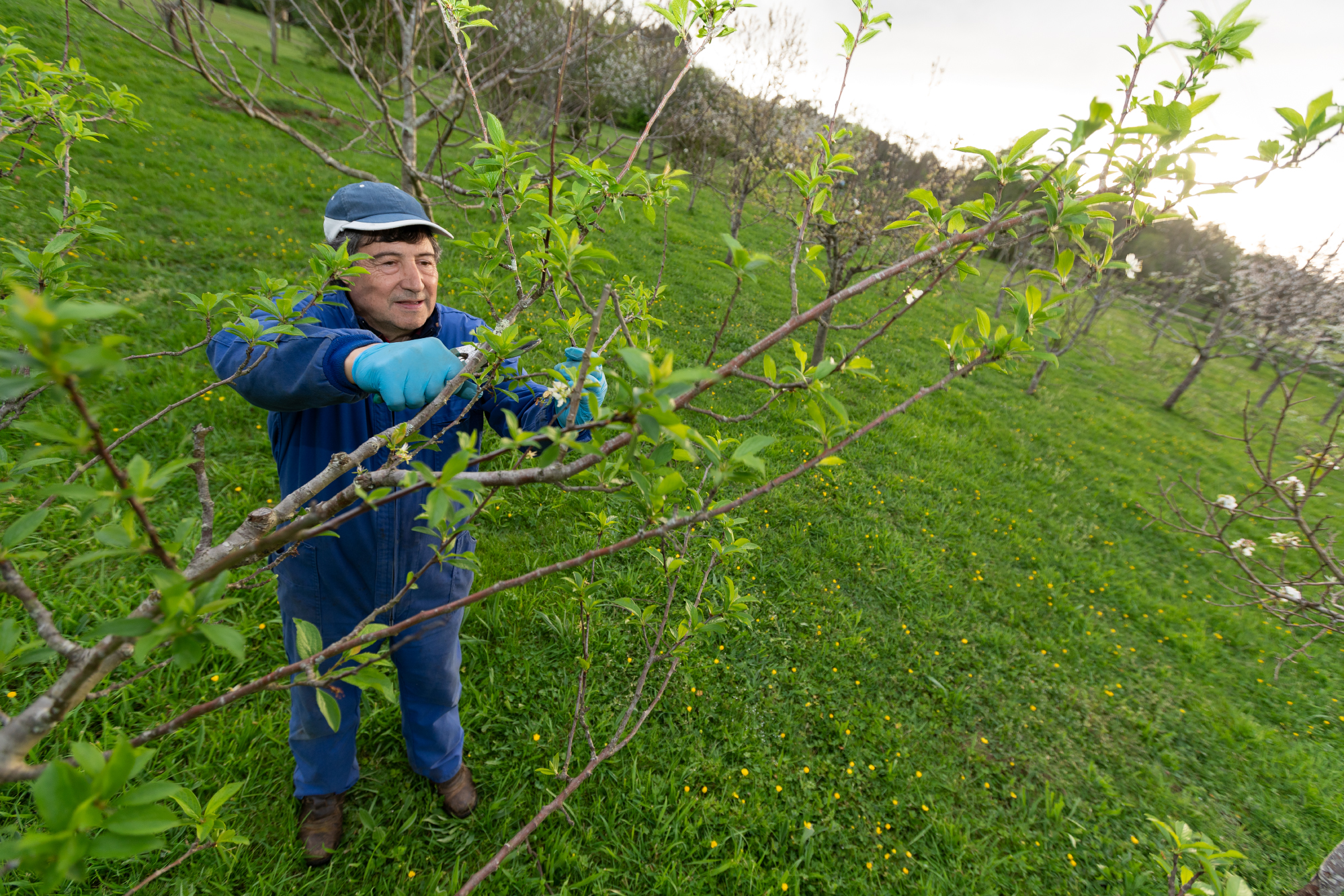 PODAS NA CORTIÑA DUN SOCIO DA AGFA DO EUME