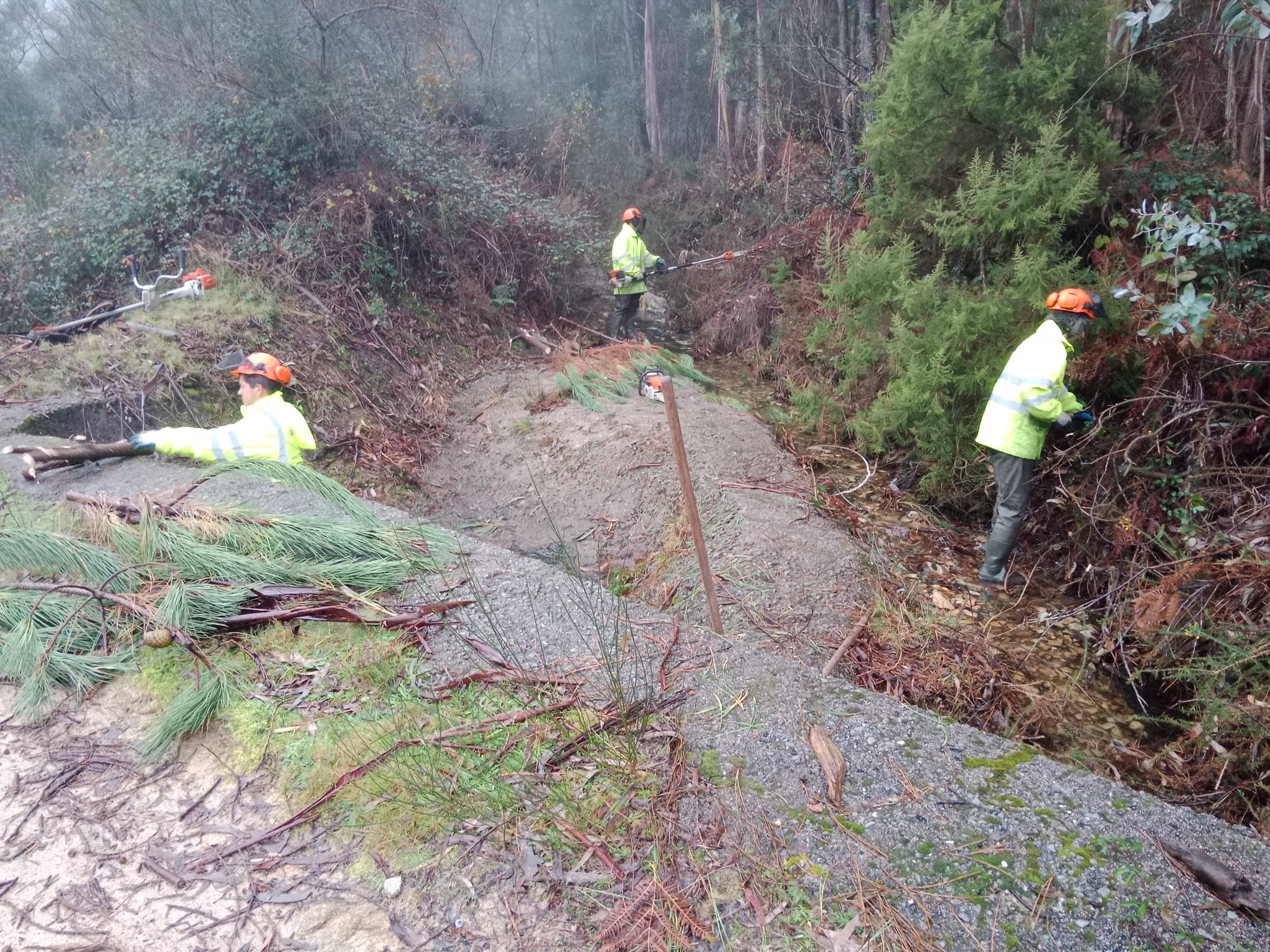 20241205 TarefasConservacionMoana (1)