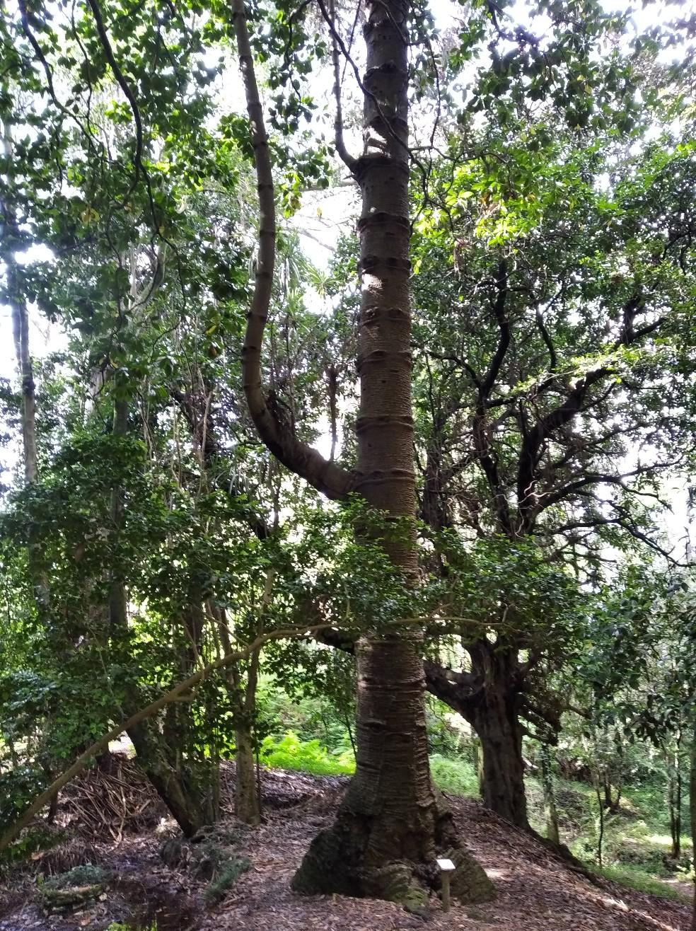 20241216 AraucariaPazoLourizan