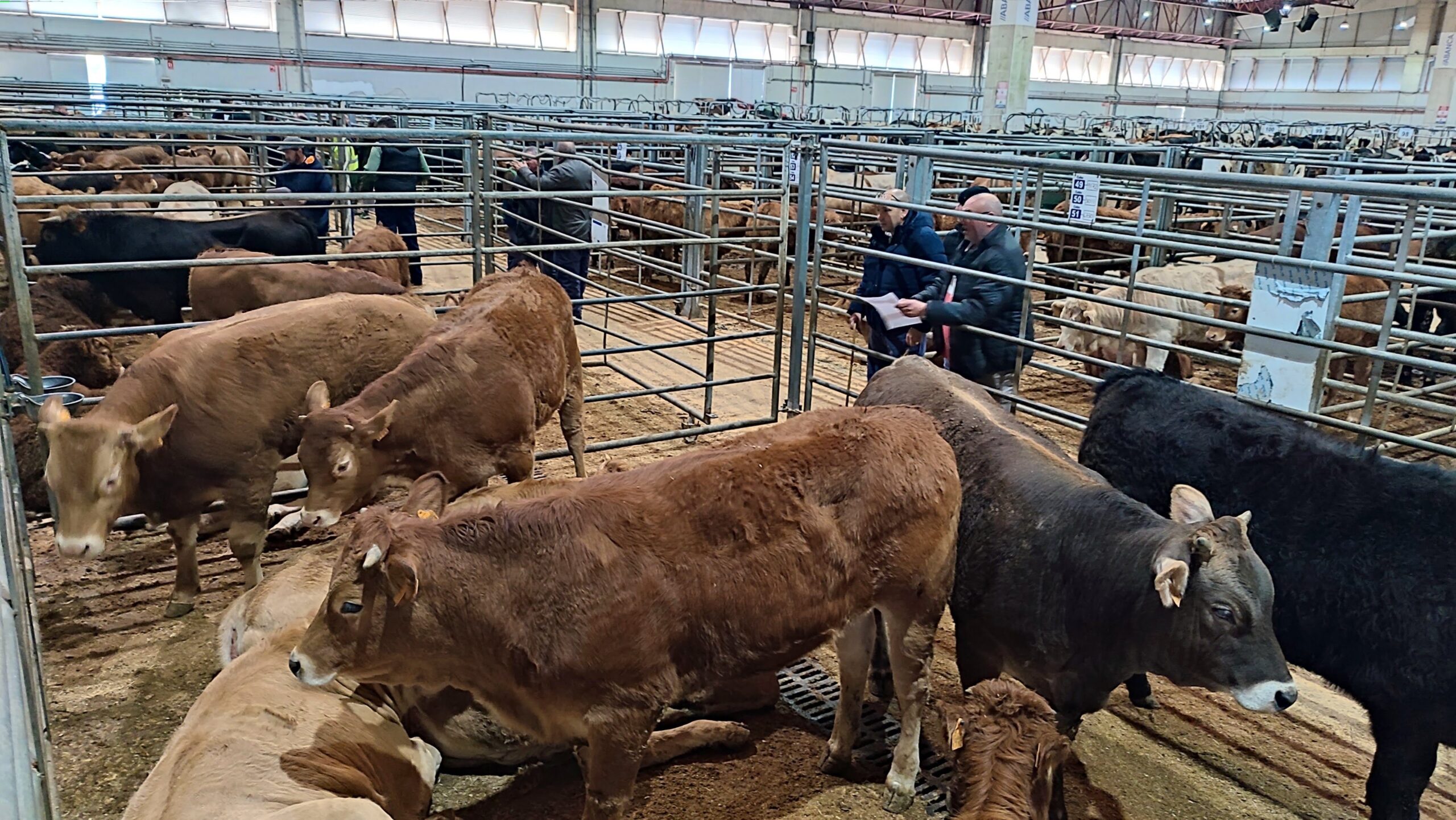 Vista becerros carniceiros na poxa de hoxe da Central Agropecuaria de Galicia IMG_20241217_114932