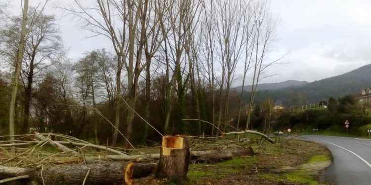Fin de ano de motoserra longa en Mos