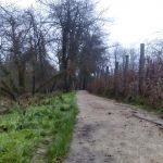 sedateariada 57 Copy