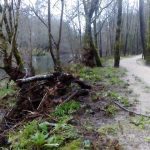 sedateariada 85 Copy