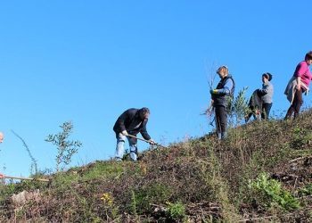 Castiñeiros para Peitieiros en loita contra a acacia