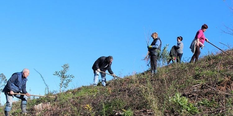 Castiñeiros para Peitieiros en loita contra a acacia