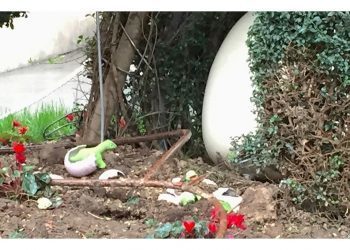 Los huevos del Dinoseto eclosionan