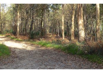 El bosque de Caperucita